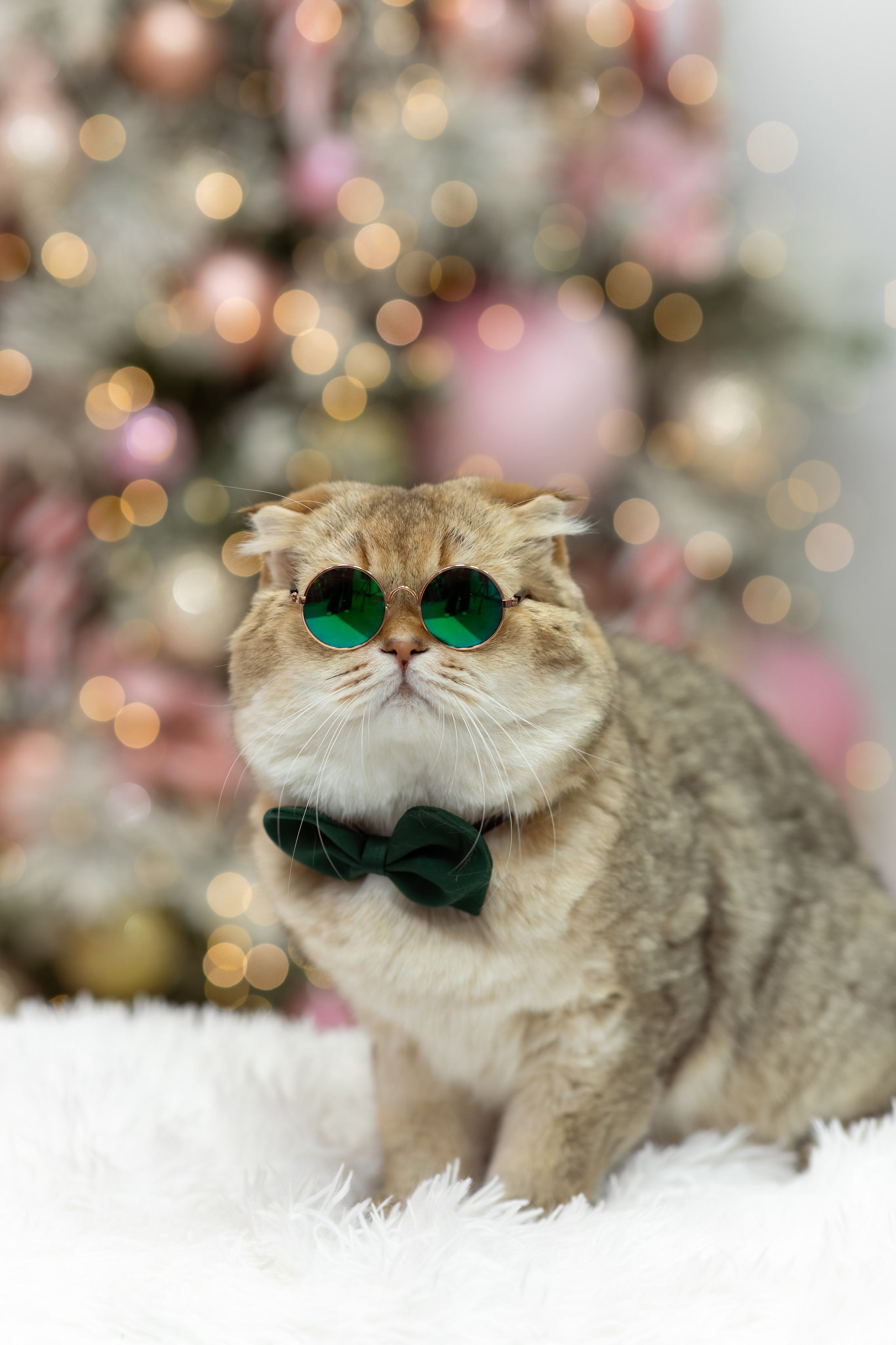 Фотосессии с питомцами в Сургуте