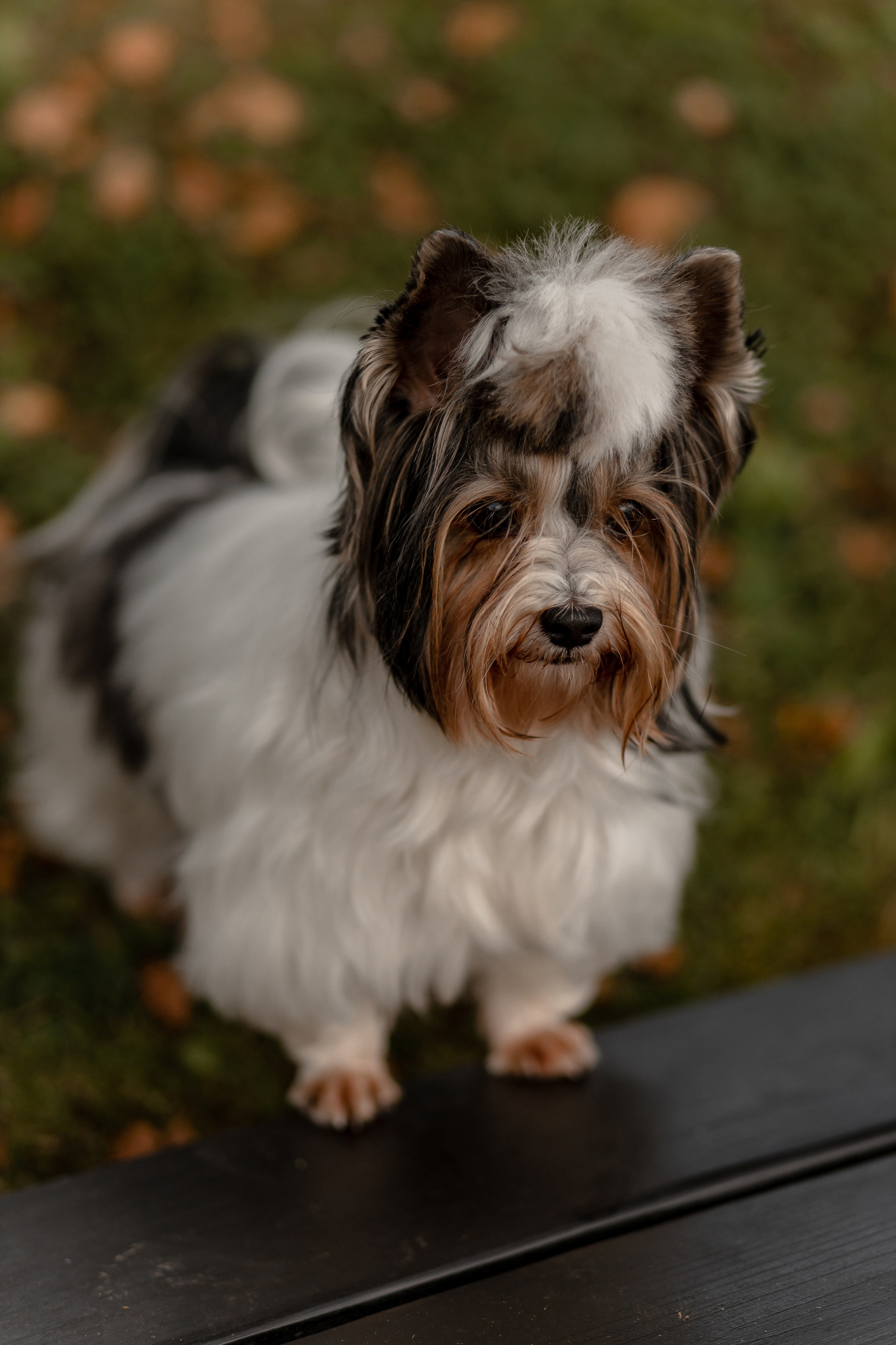 Светлана и Игорь. Свадебный фотограф Елена Ловцевич