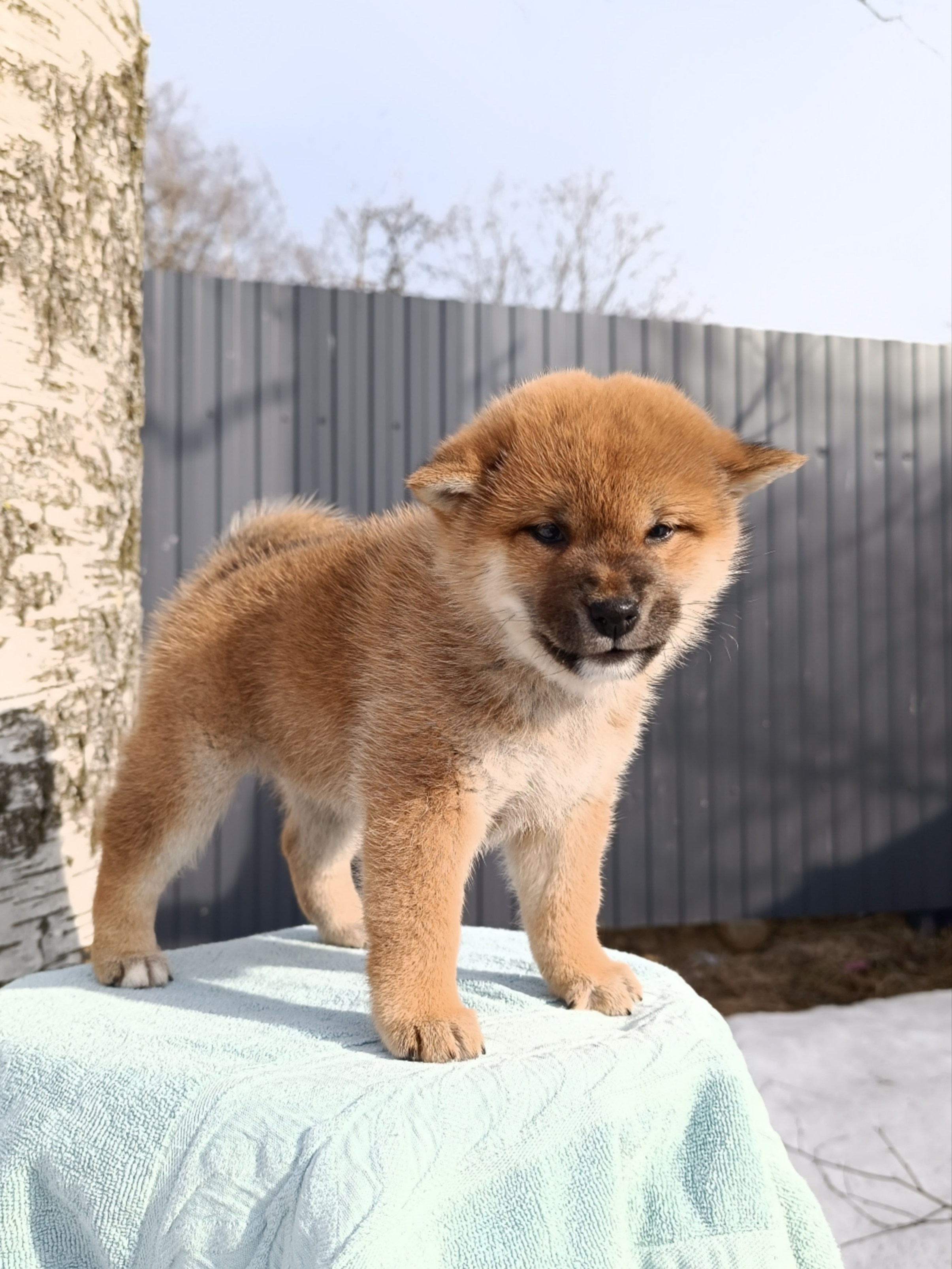 Сиба Rubylight Ellis питомник Рубилайт 