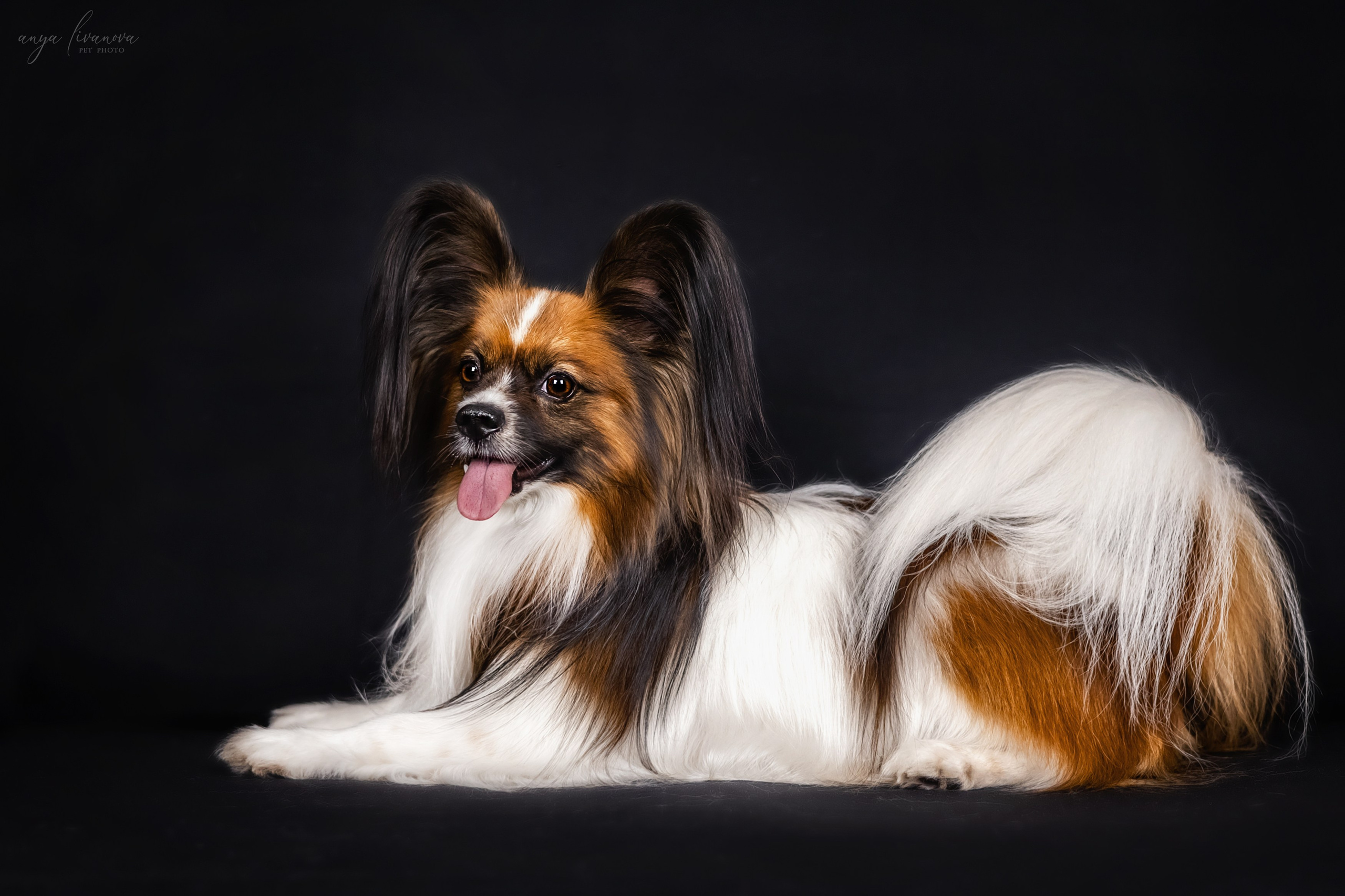 Террик. Фотограф анималист Аня Ливанова | Рыбинск