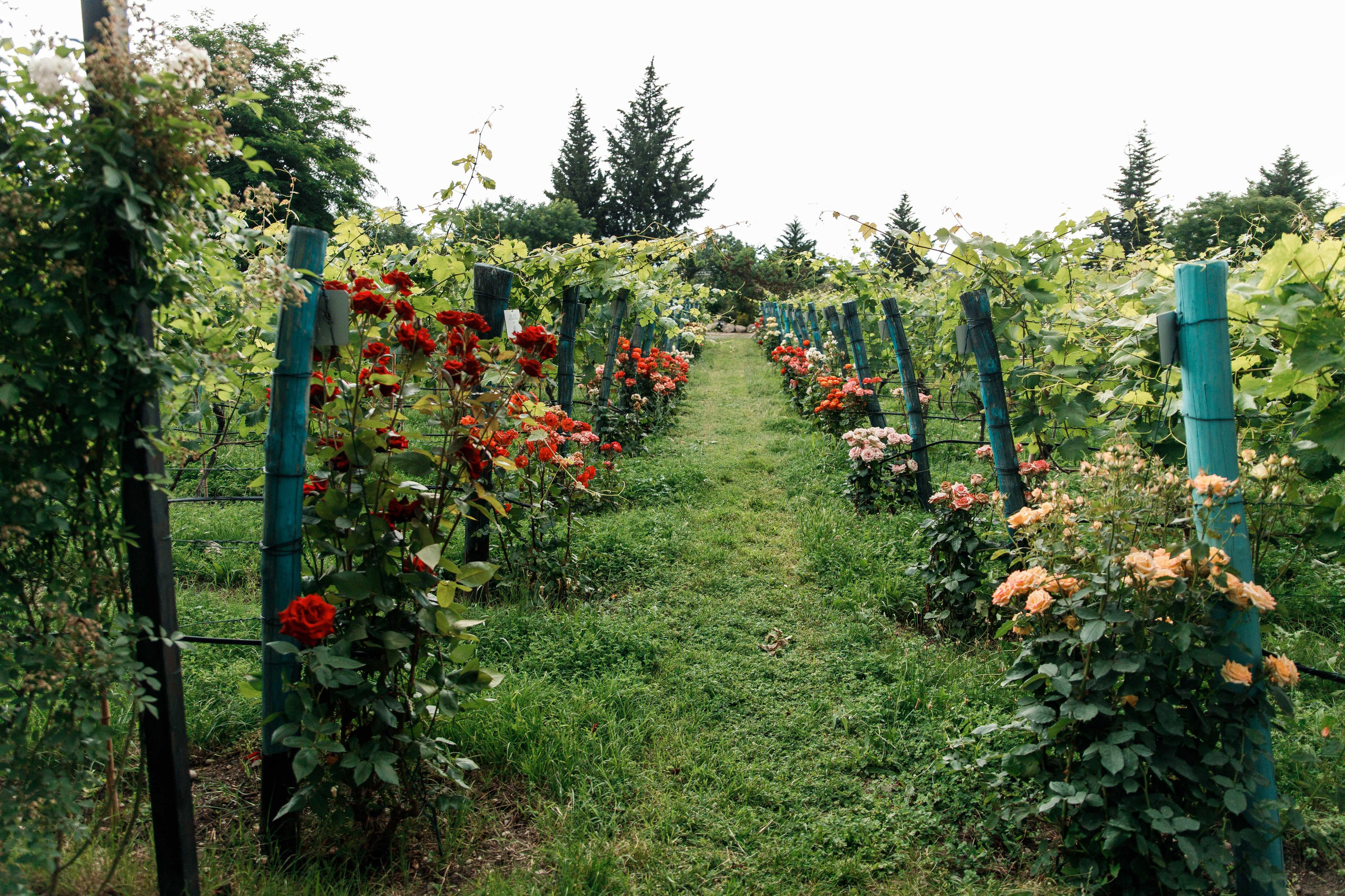 SHUMI WINERY. Georgia, Kakheti. Birthday Miron and Sophia. Фотограф Андрей Баксов
