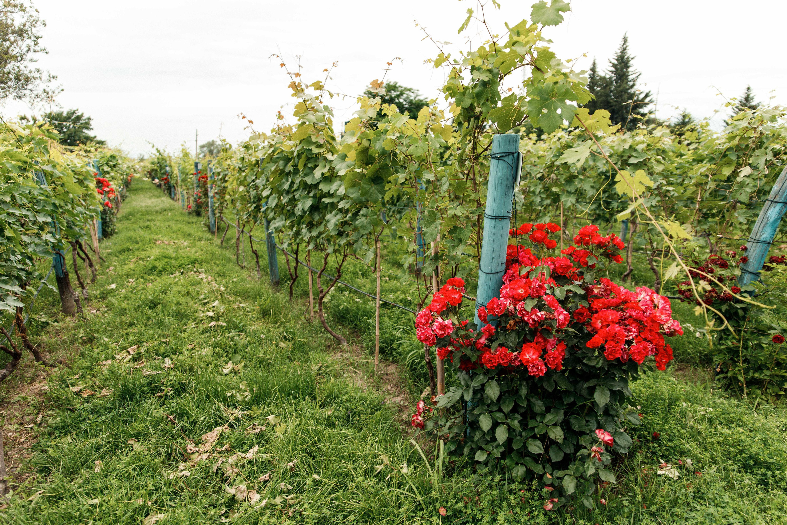 SHUMI WINERY. Georgia, Kakheti. Birthday Miron and Sophia. Фотограф Андрей Баксов