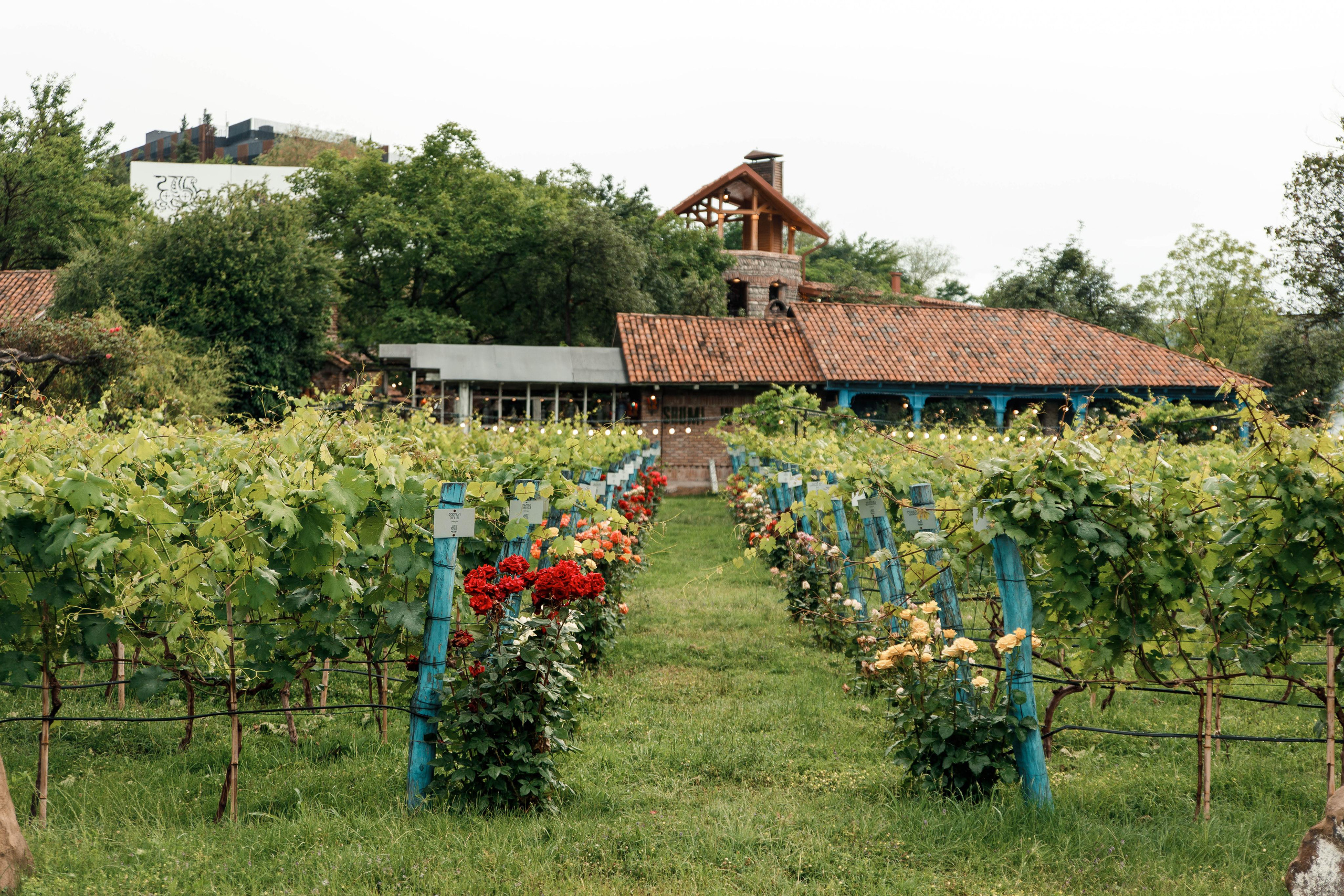 SHUMI WINERY. Georgia, Kakheti. Birthday Miron and Sophia. Фотограф Андрей Баксов