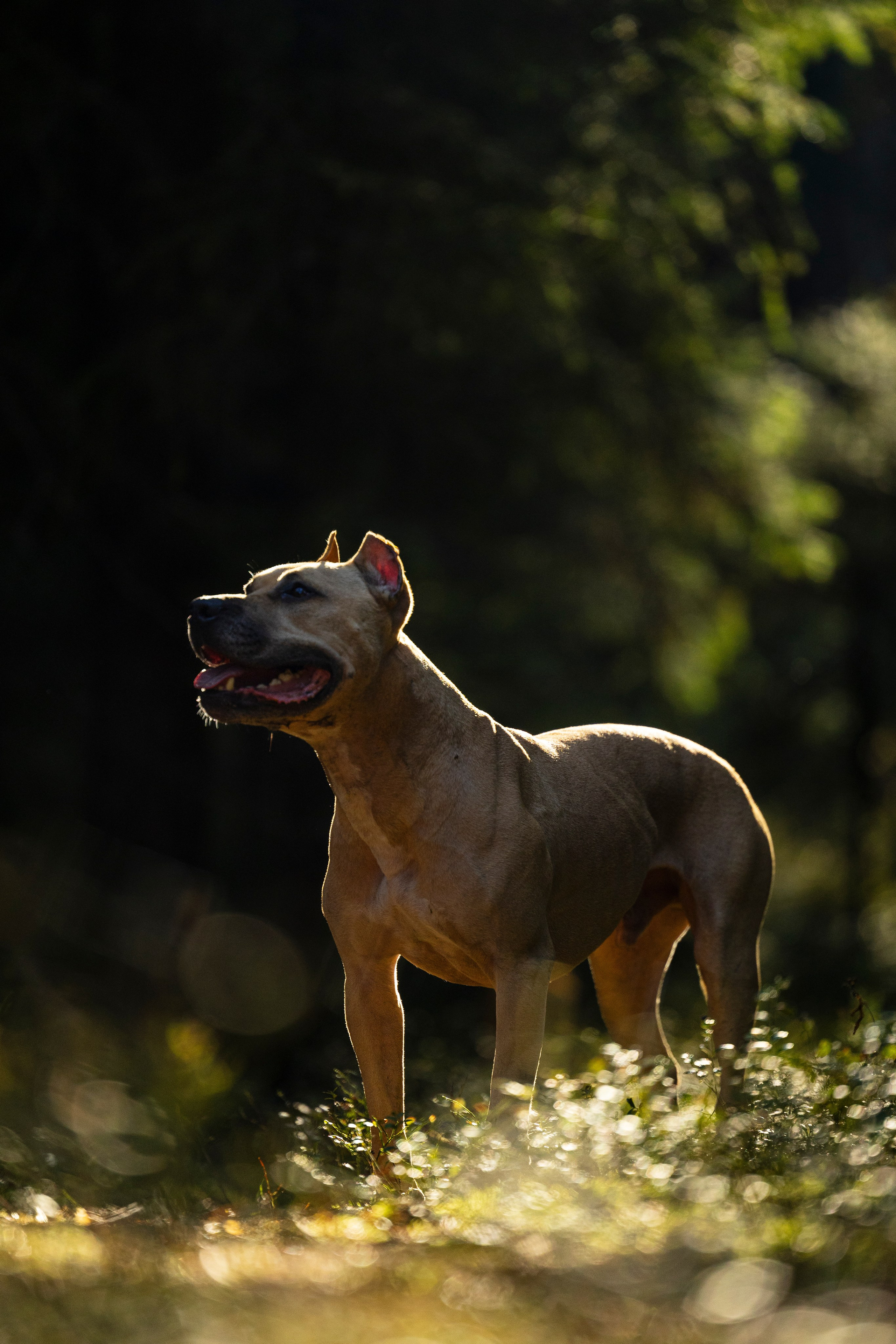Фобос. Фотограф-анималист Анна Маринич