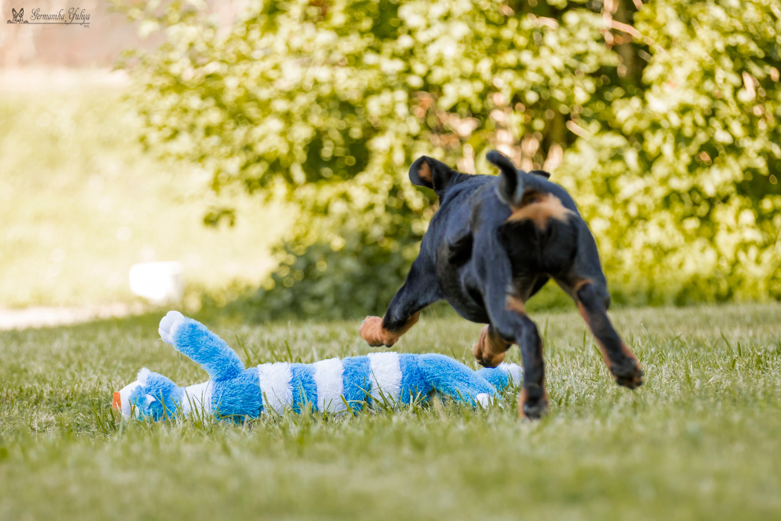 ПК и КЧК ротвейлеров Питер 22-23.07.2023. Фотограф-анималист Юлия Германика