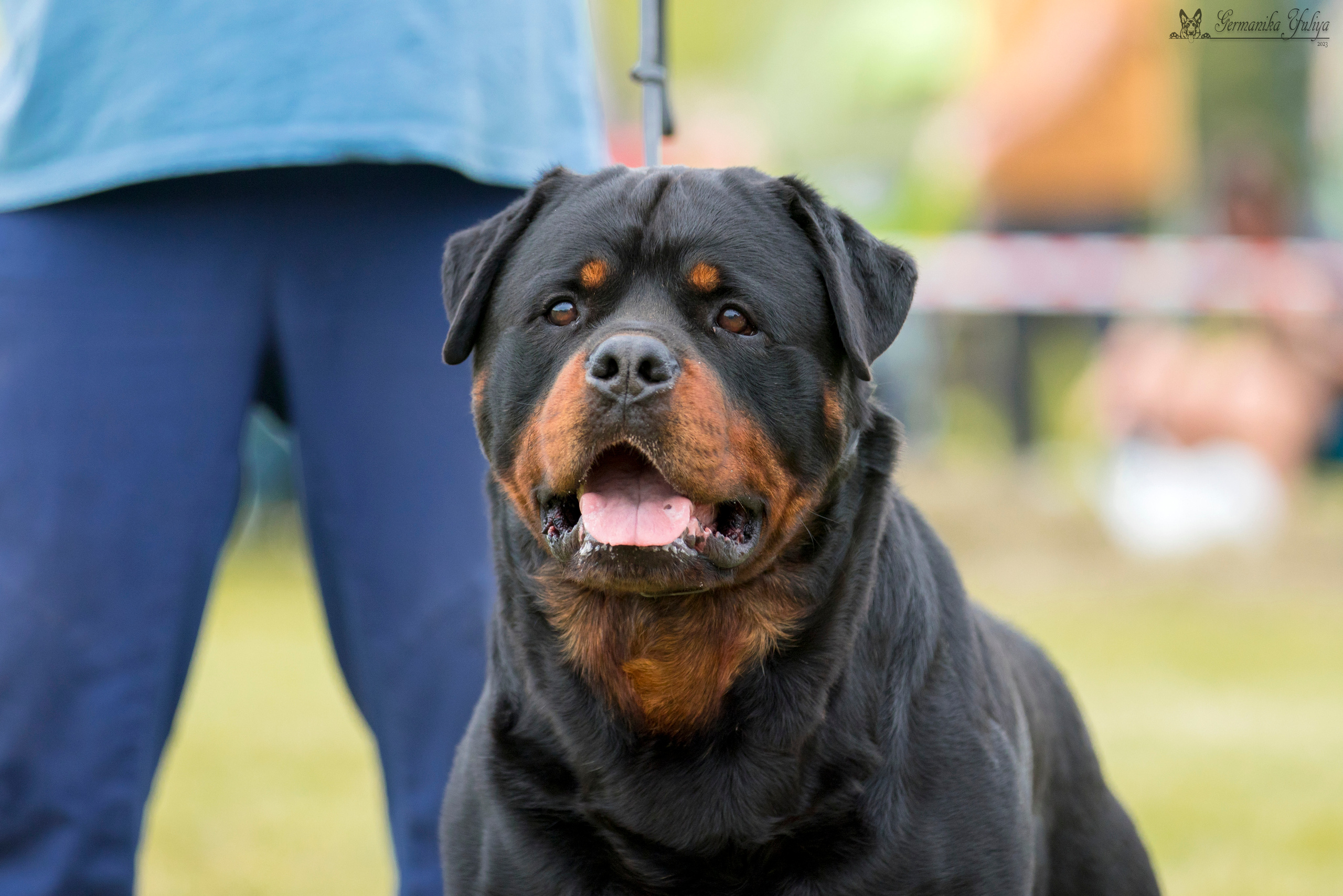 Рязань моно ротвейлеров 12.08.2023. Фотограф-анималист Юлия Германика