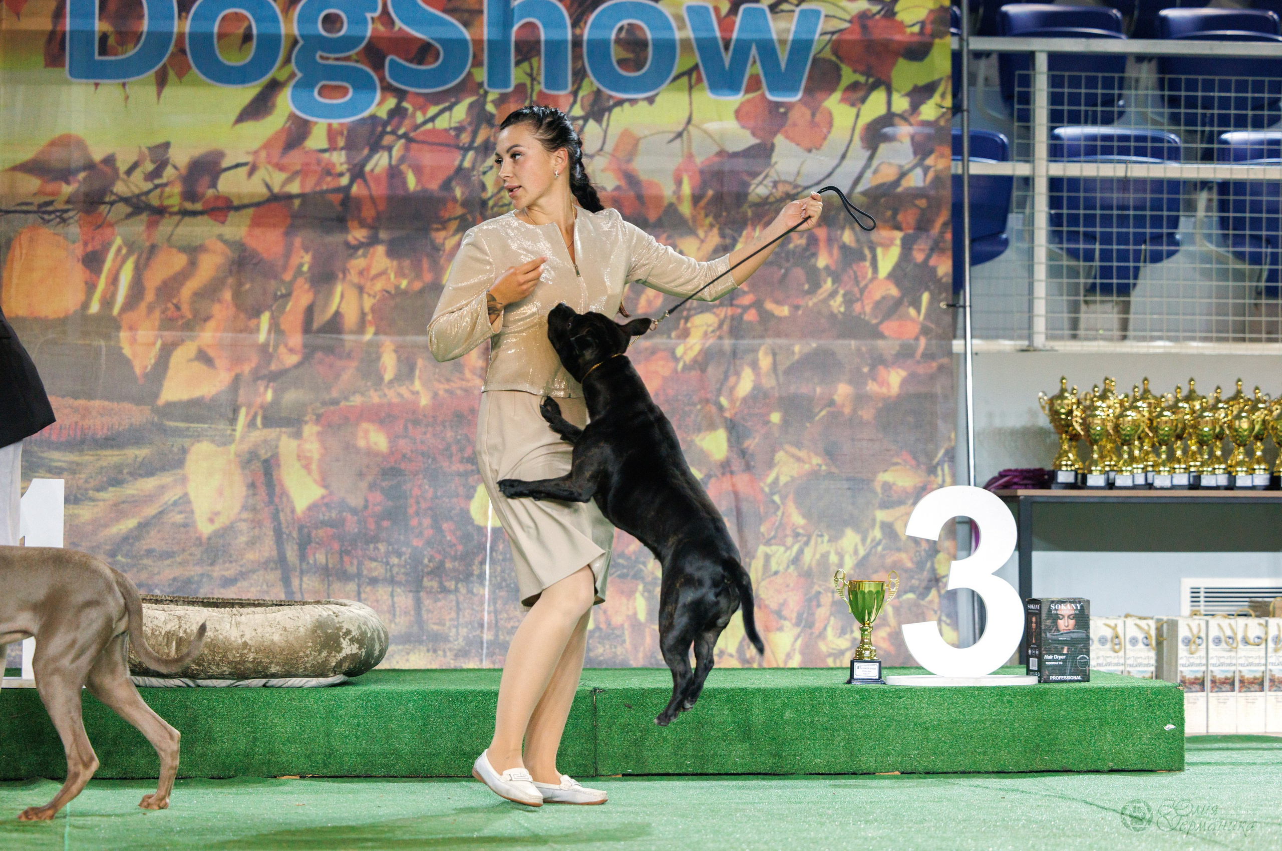 Грузия,Телави 2хCACIB 19-20.10.2024. Фотограф-анималист Юлия Германика