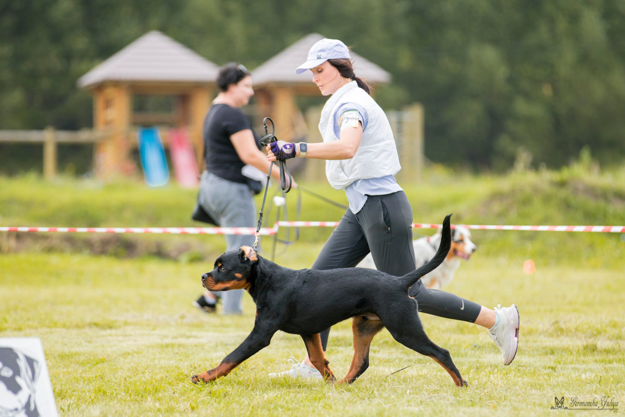 Рязань моно ротвейлеров 12.08.2023. Фотограф-анималист Юлия Германика