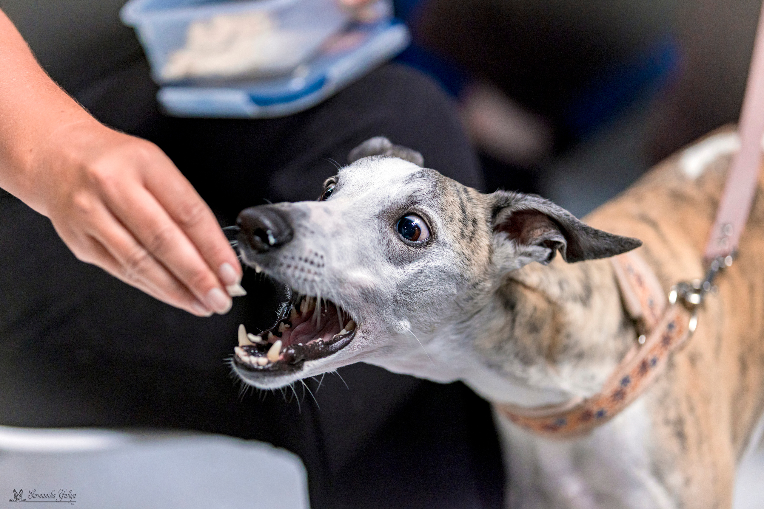 Крокус,Псков 5-6.08.2023. Фотограф-анималист Юлия Германика