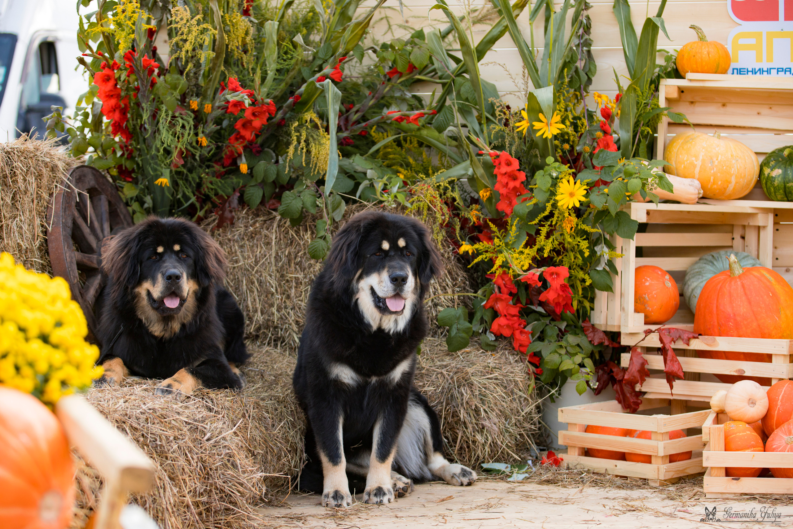 Питер 2-3.09.2023. Фотограф-анималист Юлия Германика