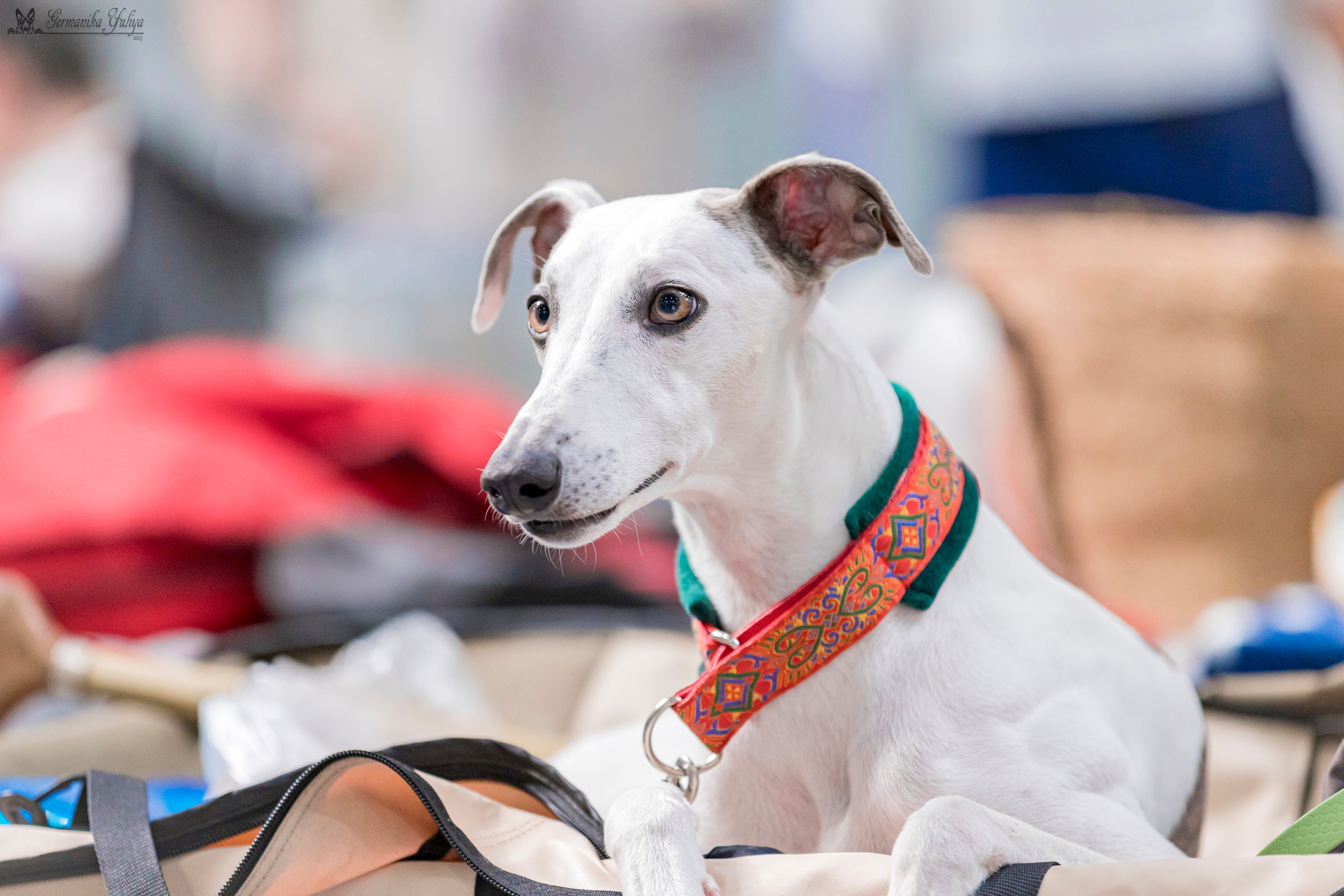 Крокус,Псков 5-6.08.2023. Фотограф-анималист Юлия Германика