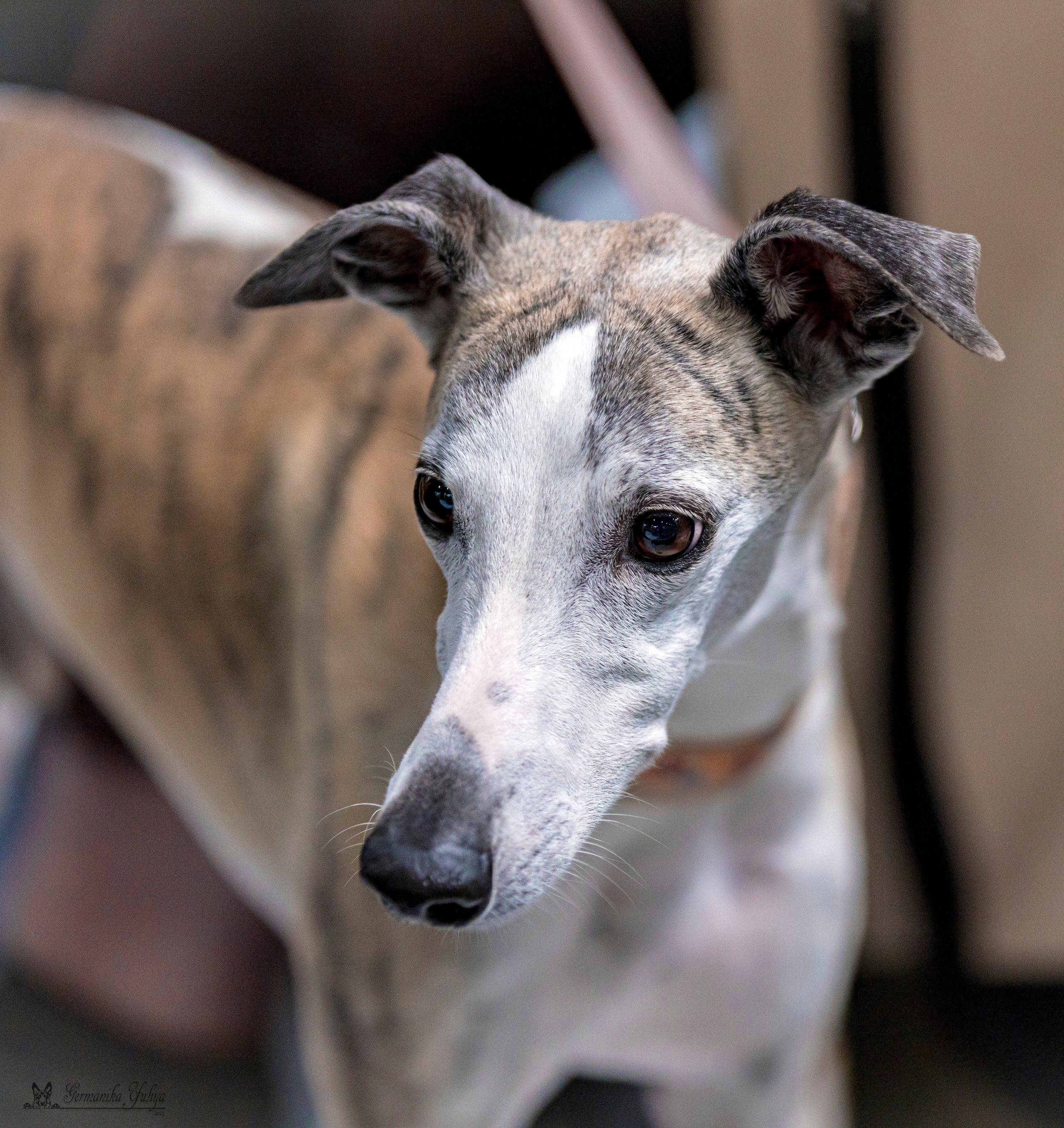 Крокус,Псков 5-6.08.2023. Фотограф-анималист Юлия Германика