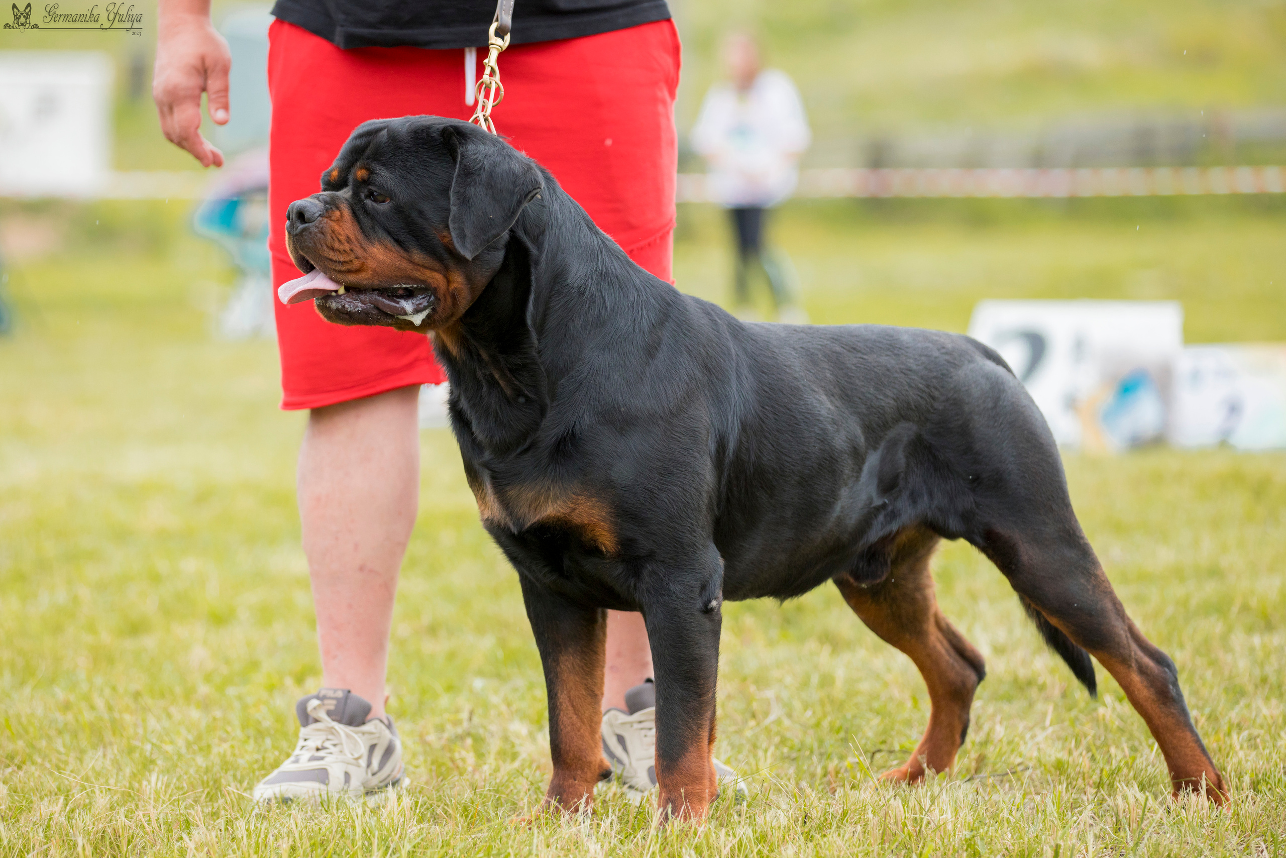 Рязань моно ротвейлеров 12.08.2023. Фотограф-анималист Юлия Германика