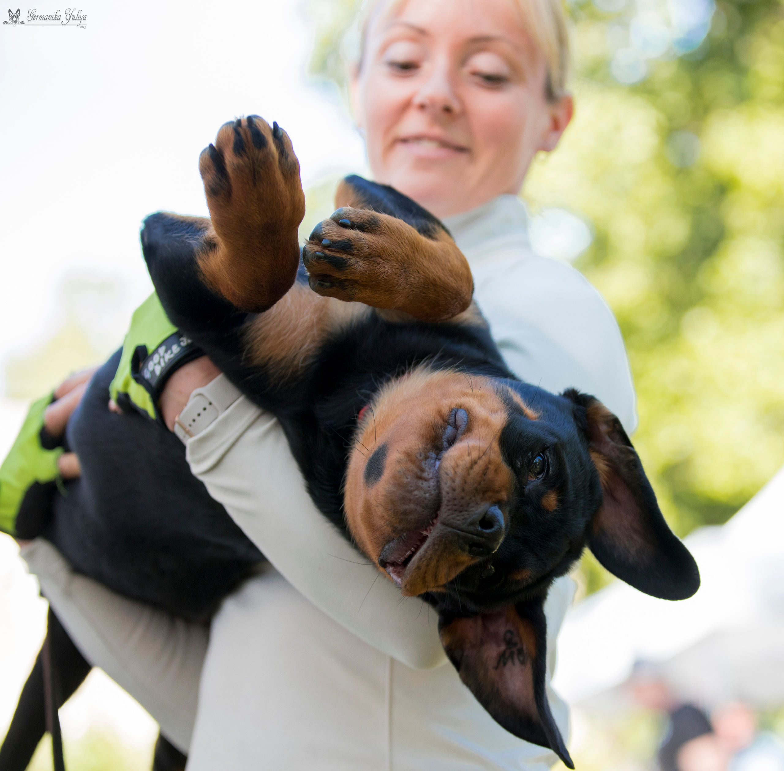 ПК и КЧК ротвейлеров Питер 22-23.07.2023. Фотограф-анималист Юлия Германика
