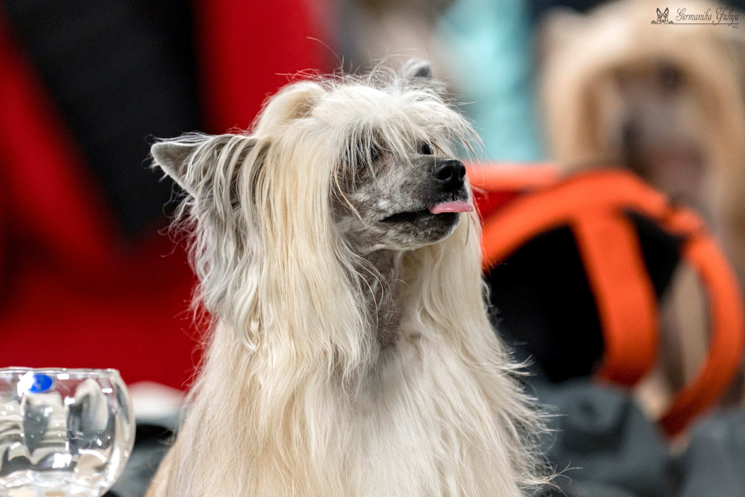 Сфера-Ховрино 29-30.07.2023. Фотограф-анималист Юлия Германика