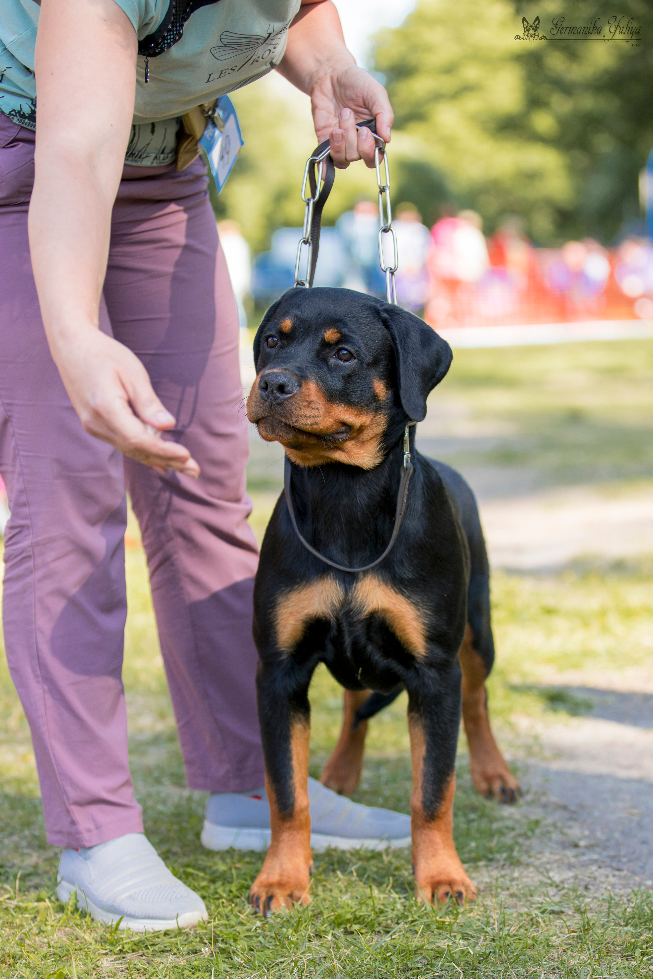 ПК и КЧК ротвейлеров Питер 22-23.07.2023. Фотограф-анималист Юлия Германика
