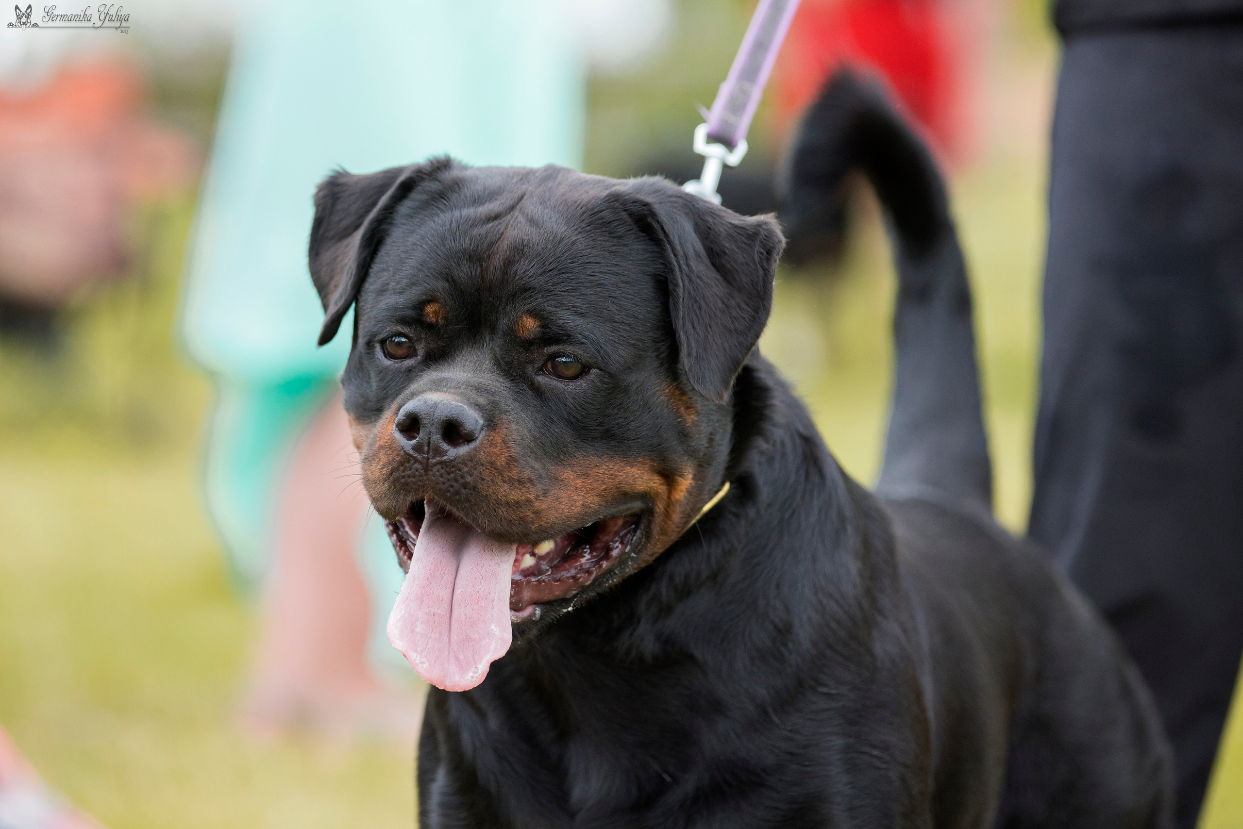 Рязань моно ротвейлеров 12.08.2023. Фотограф-анималист Юлия Германика