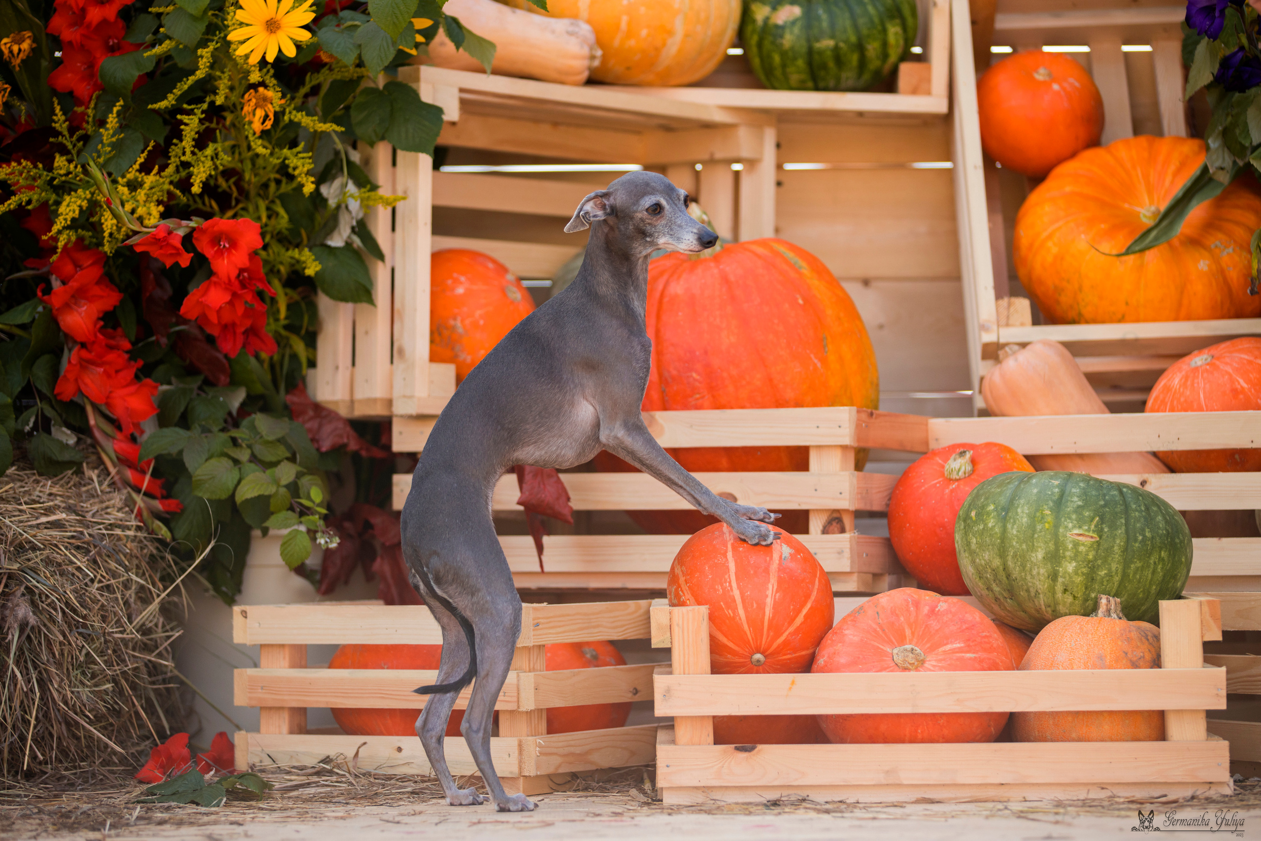 Питер 2-3.09.2023. Фотограф-анималист Юлия Германика