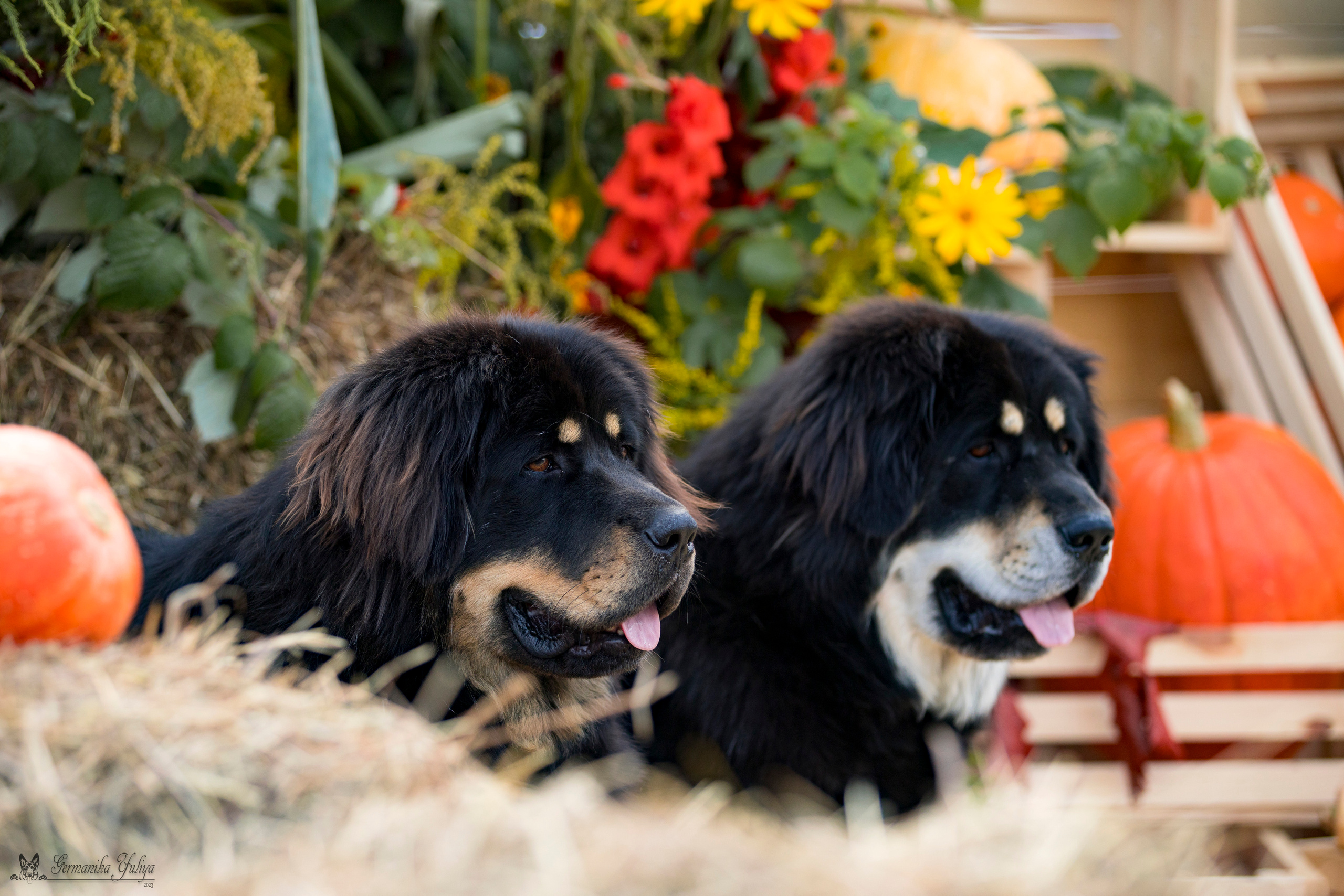 Питер 2-3.09.2023. Фотограф-анималист Юлия Германика