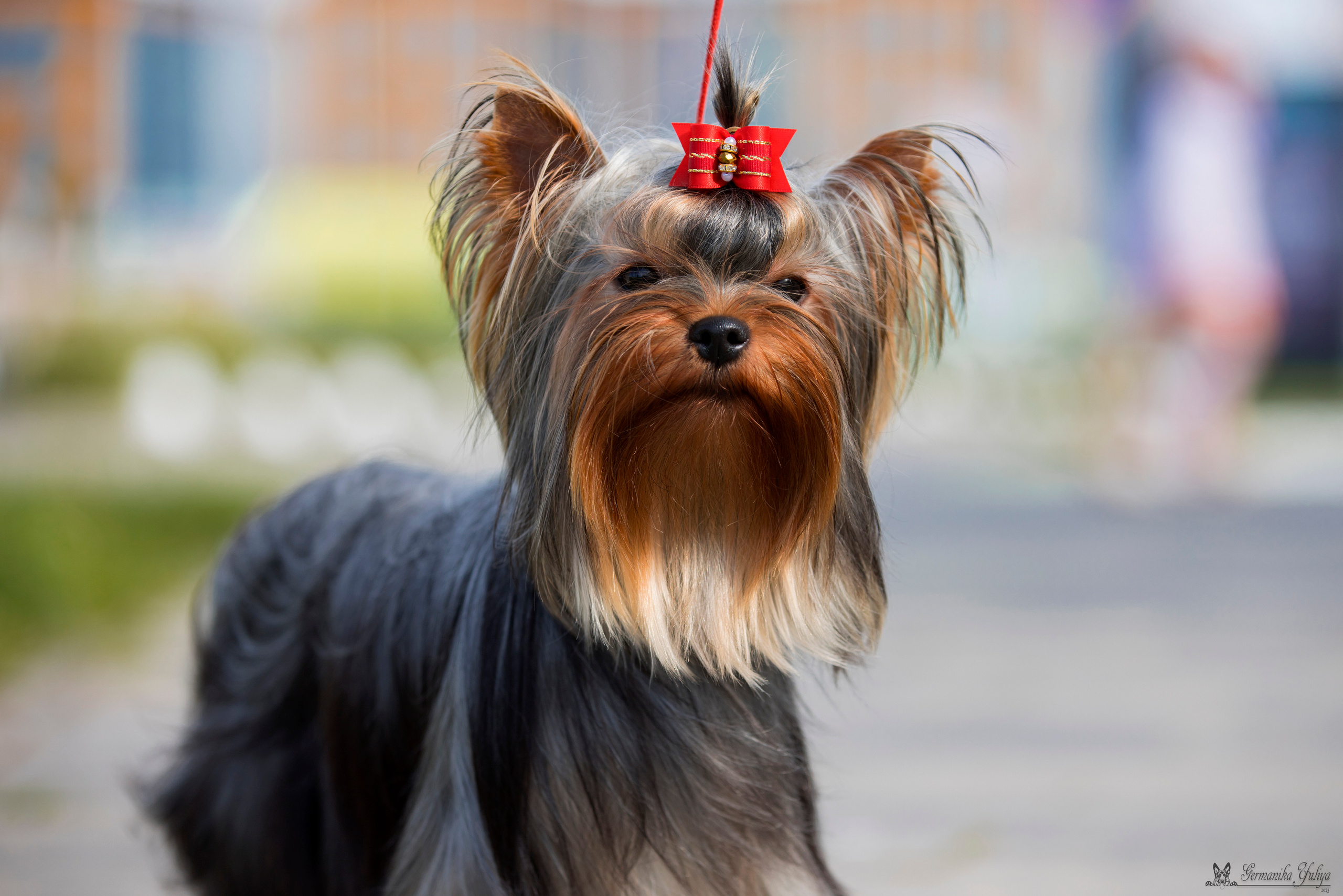 Питер 2-3.09.2023. Фотограф-анималист Юлия Германика