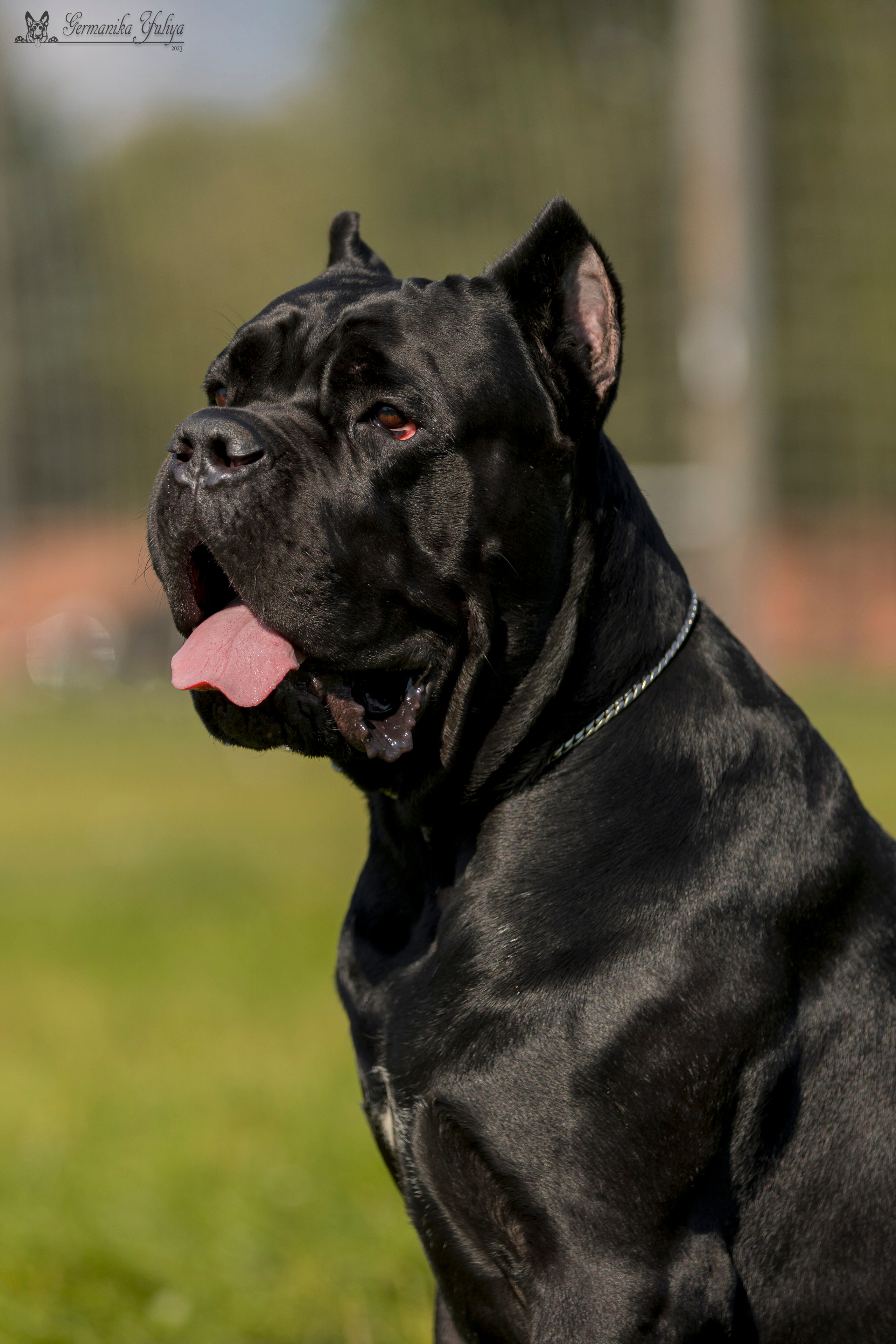 Рязань 12.08.и Пушкино 19.08.2023. Фотограф-анималист Юлия Германика