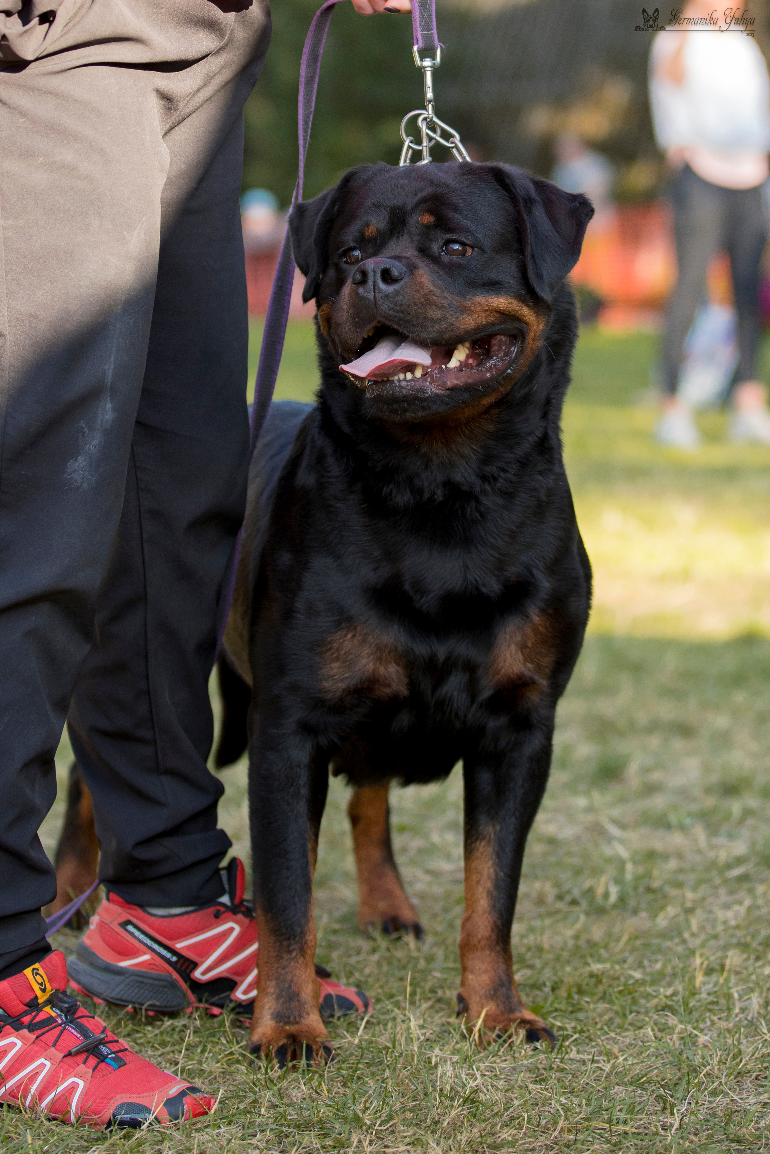 ПК и КЧК ротвейлеров Питер 22-23.07.2023. Фотограф-анималист Юлия Германика