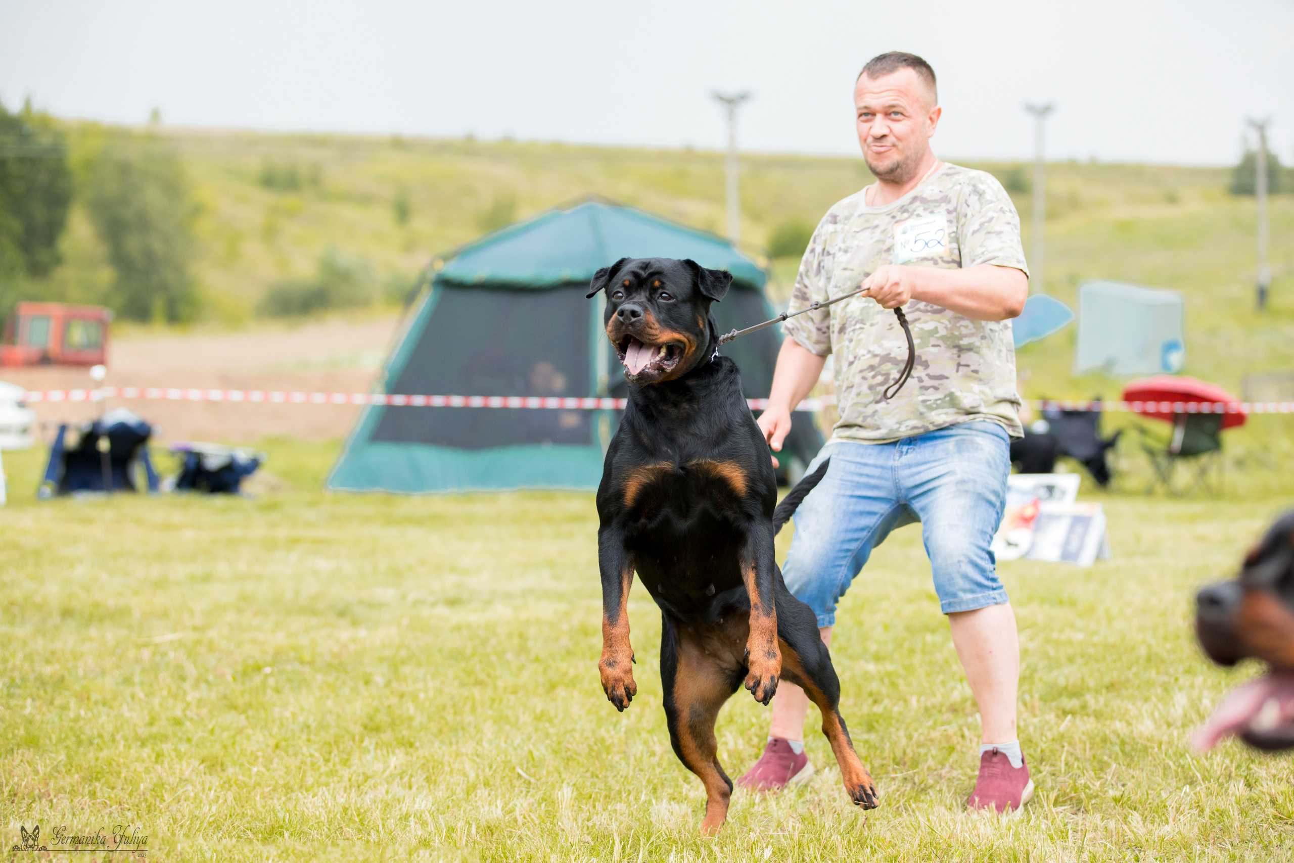 Рязань моно ротвейлеров 12.08.2023. Фотограф-анималист Юлия Германика