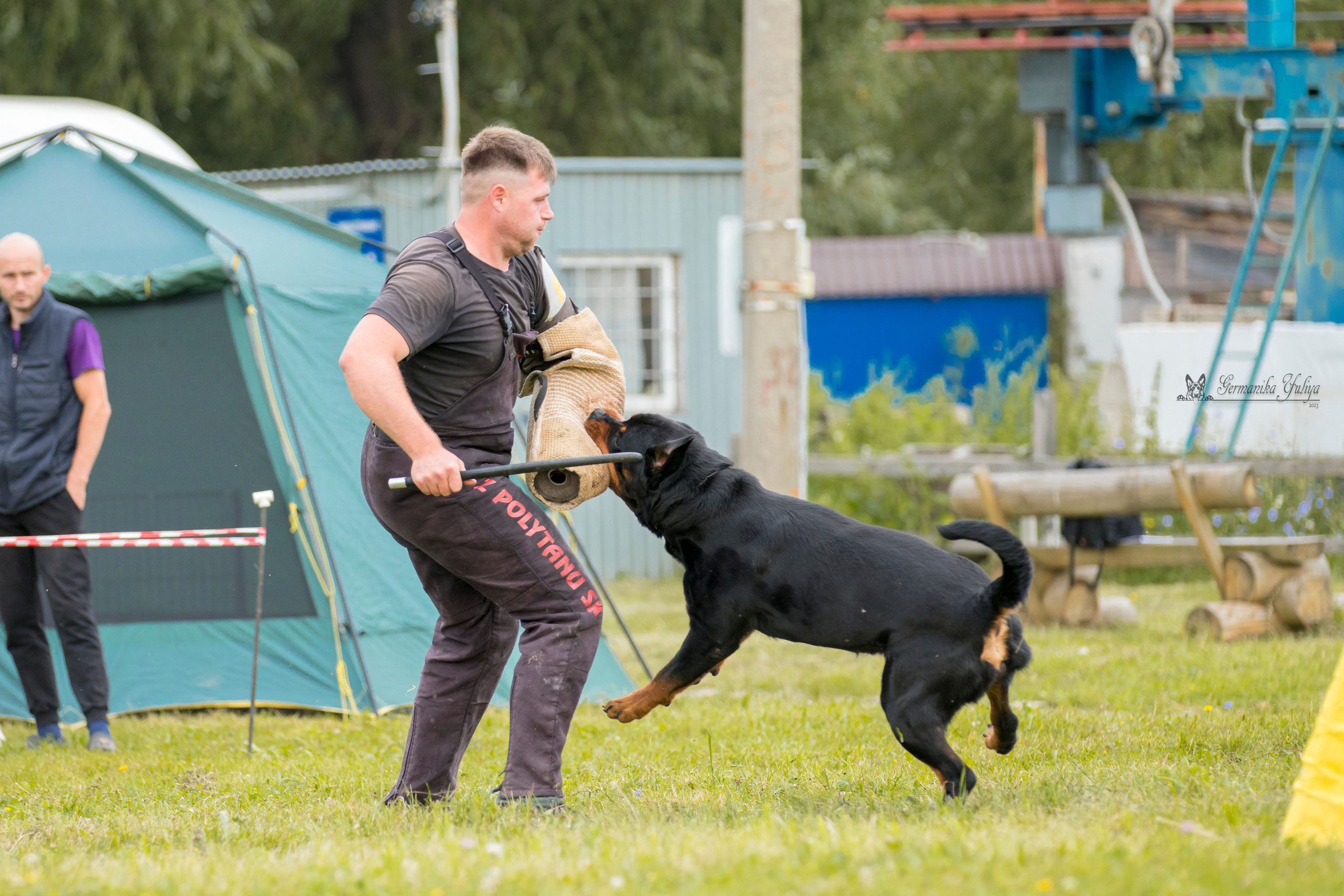Рязань моно ротвейлеров 12.08.2023. Фотограф-анималист Юлия Германика