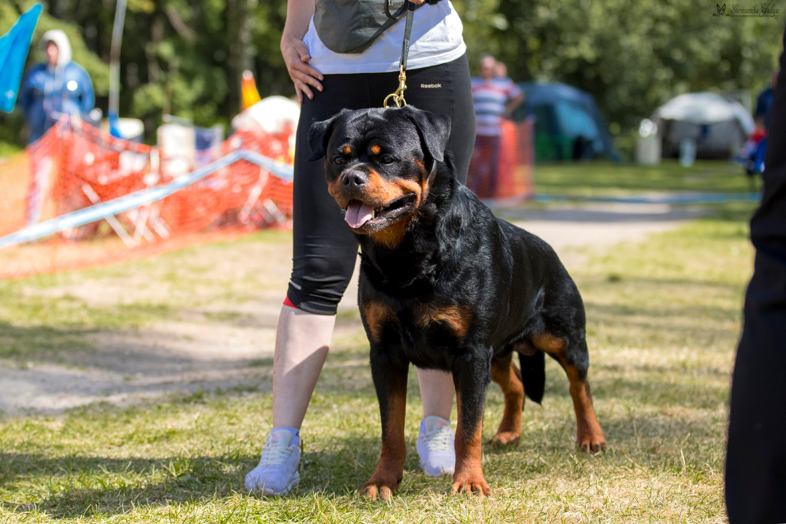 ПК и КЧК ротвейлеров Питер 22-23.07.2023. Фотограф-анималист Юлия Германика