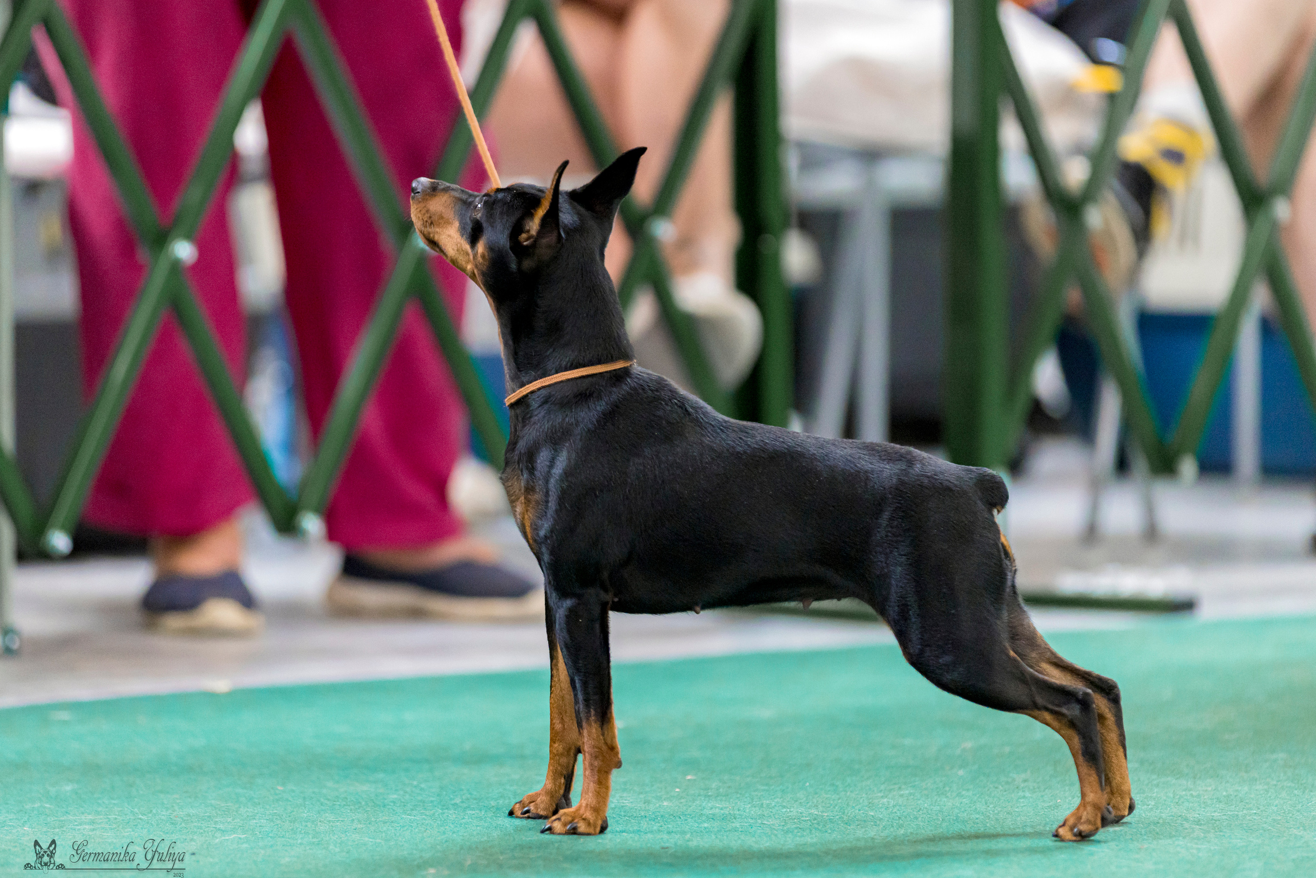 Крокус,Псков 5-6.08.2023. Фотограф-анималист Юлия Германика