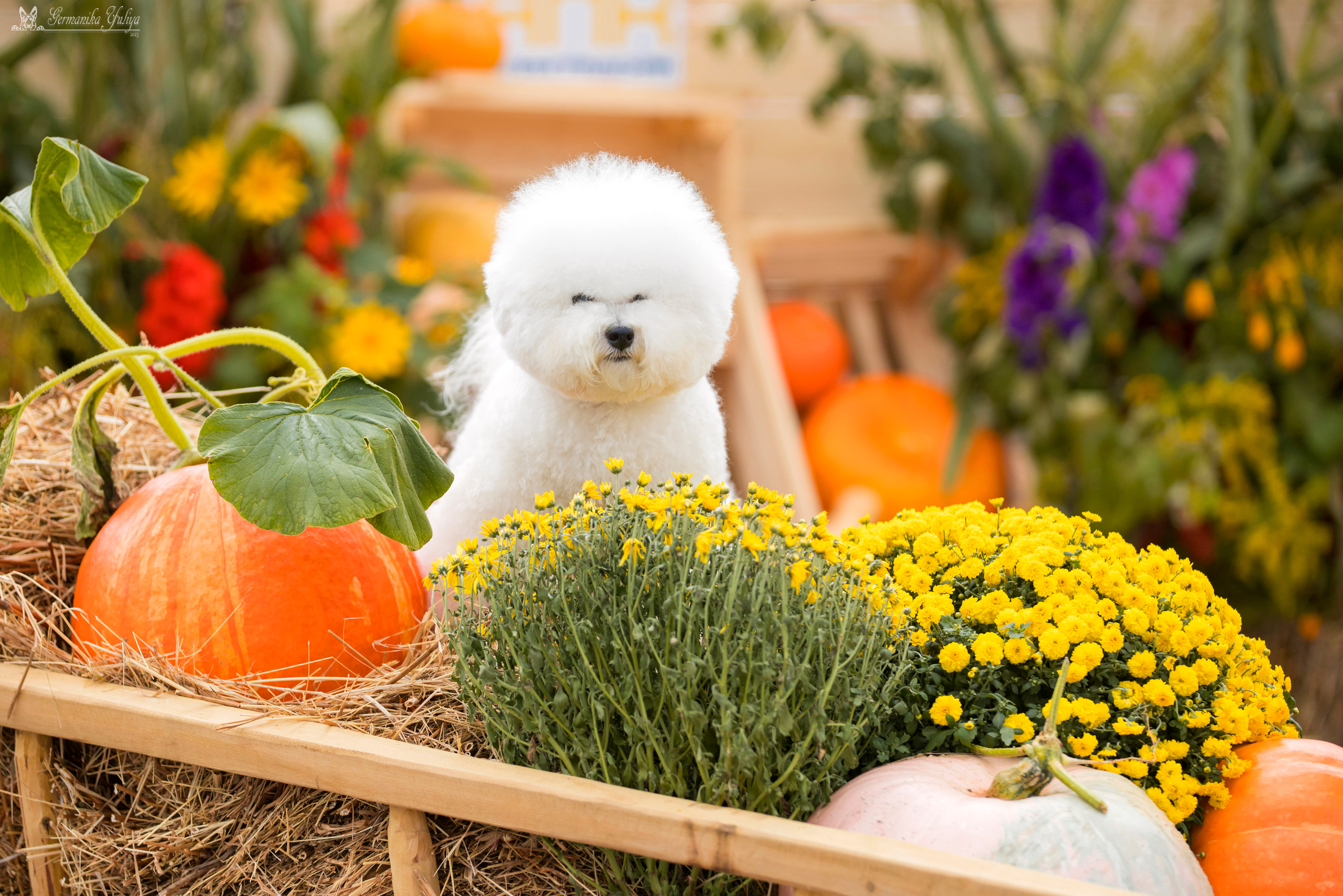 Питер 2-3.09.2023. Фотограф-анималист Юлия Германика