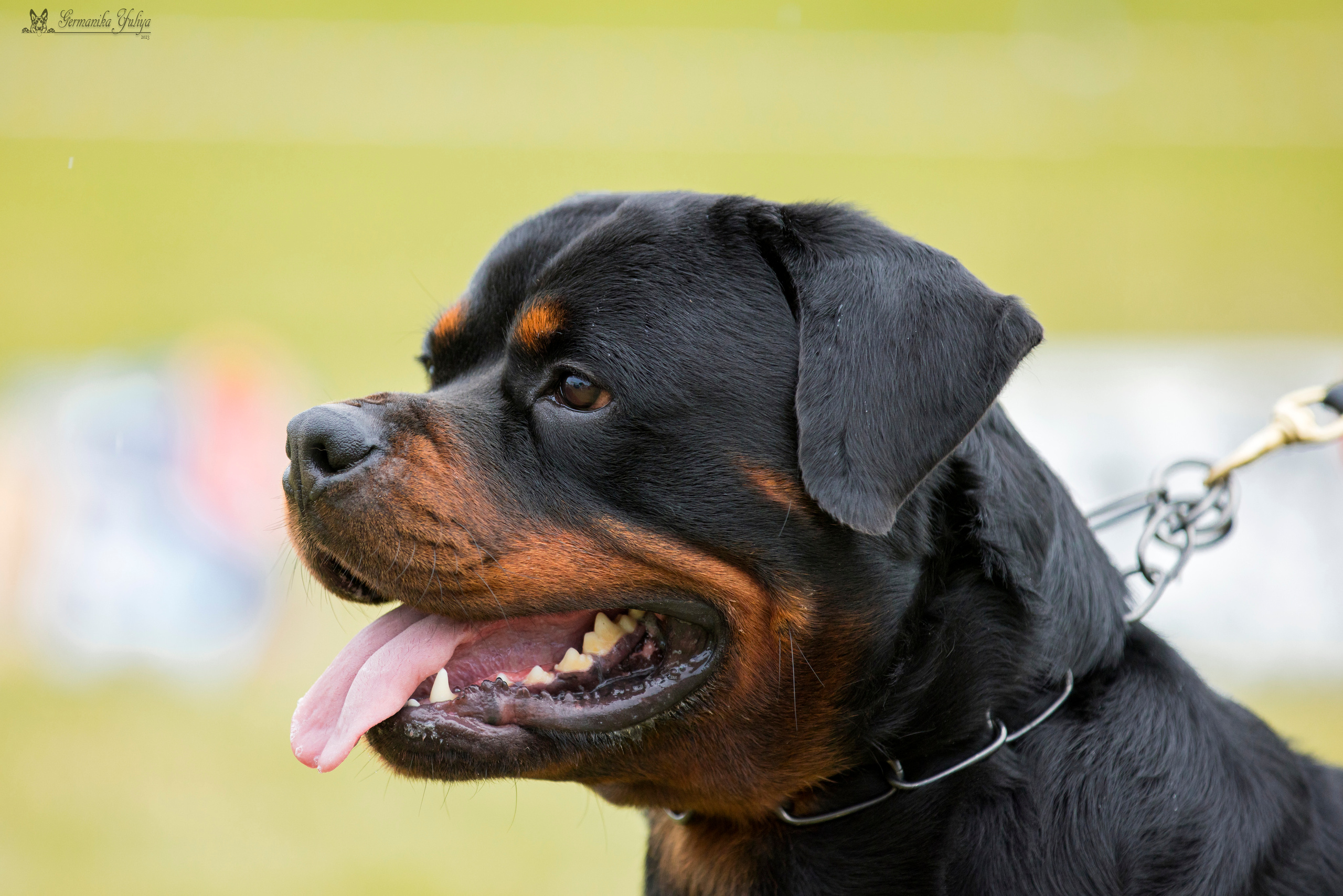 Рязань моно ротвейлеров 12.08.2023. Фотограф-анималист Юлия Германика