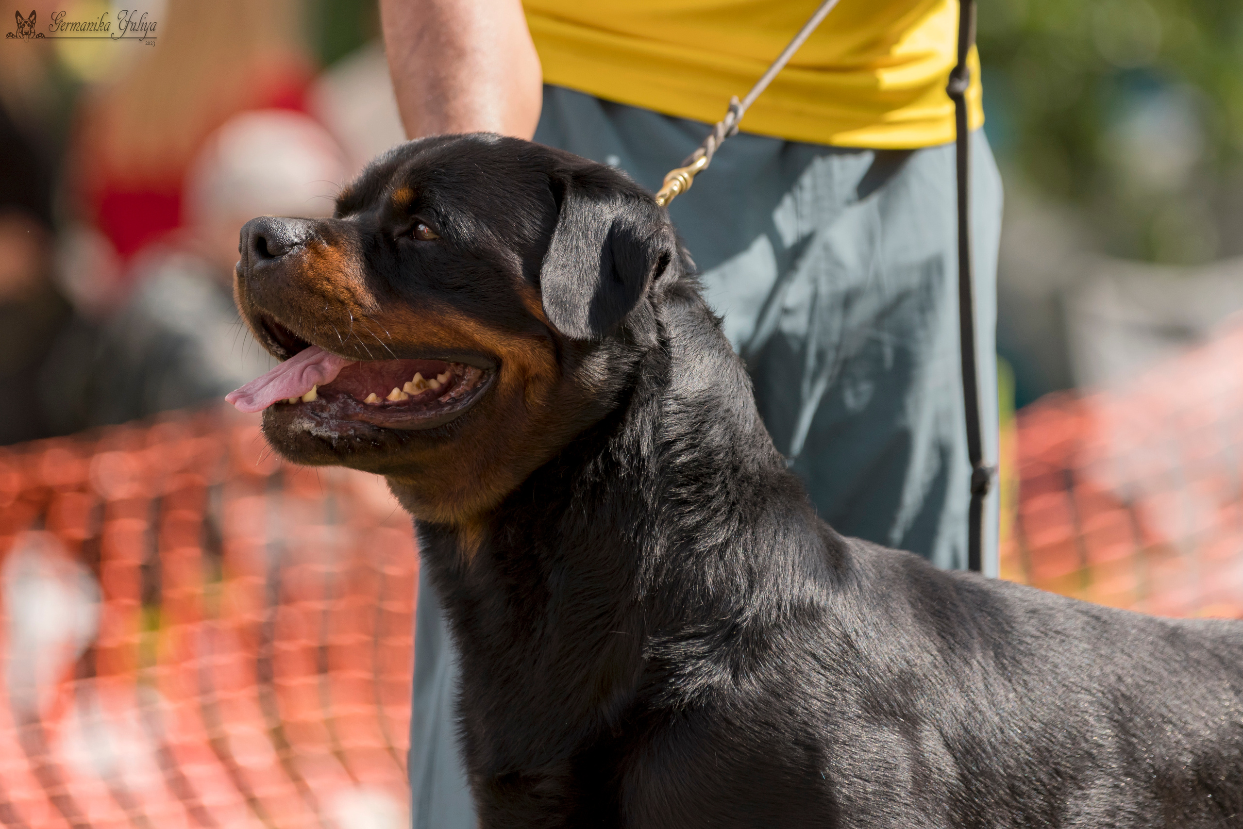 ПК и КЧК ротвейлеров Питер 22-23.07.2023. Фотограф-анималист Юлия Германика