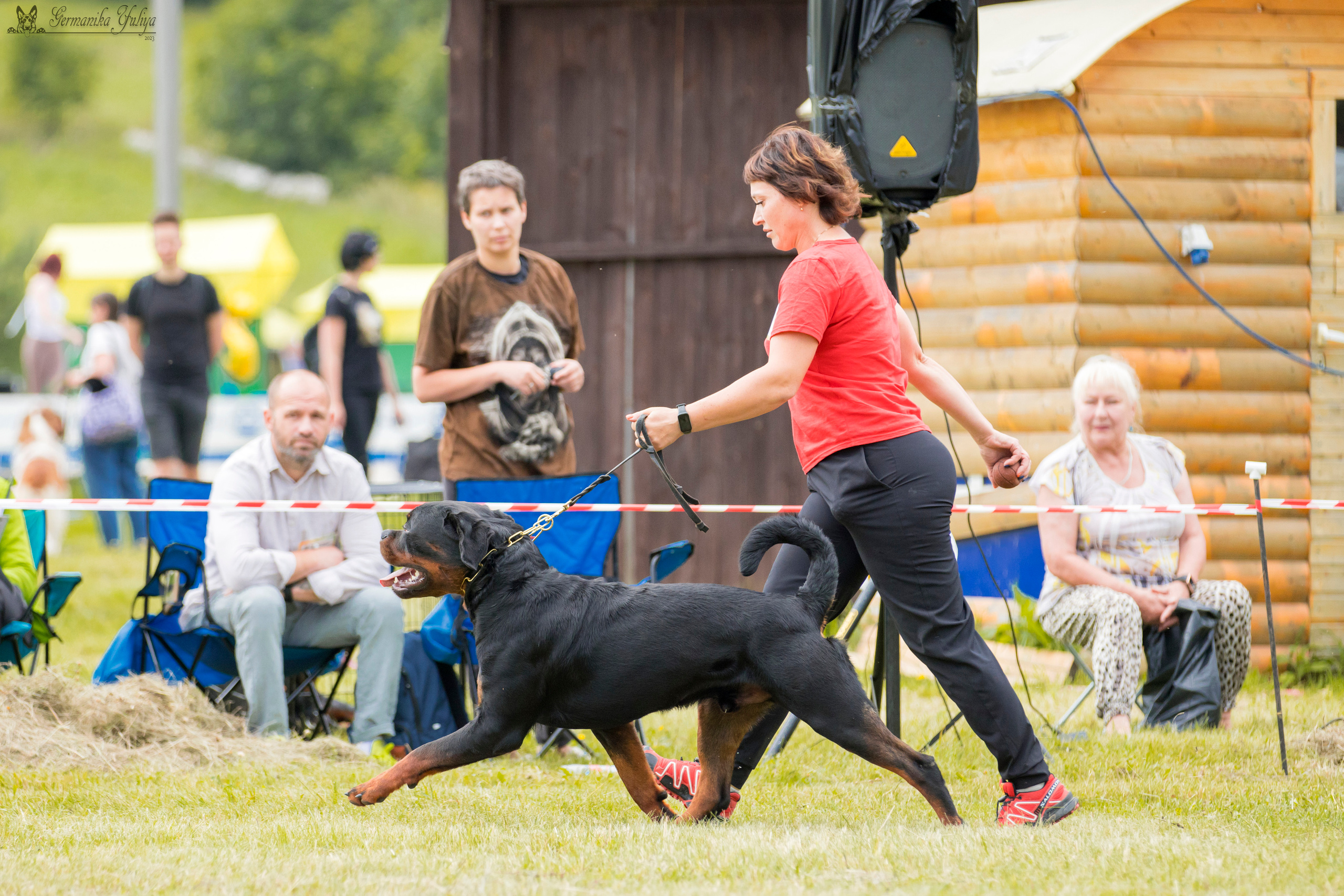 Рязань моно ротвейлеров 12.08.2023. Фотограф-анималист Юлия Германика