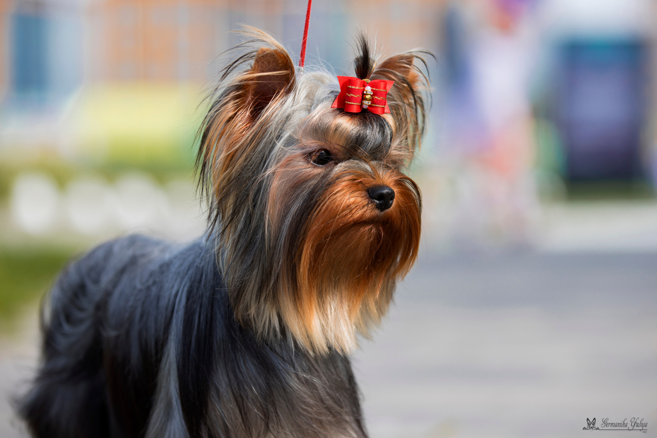 Питер 2-3.09.2023. Фотограф-анималист Юлия Германика