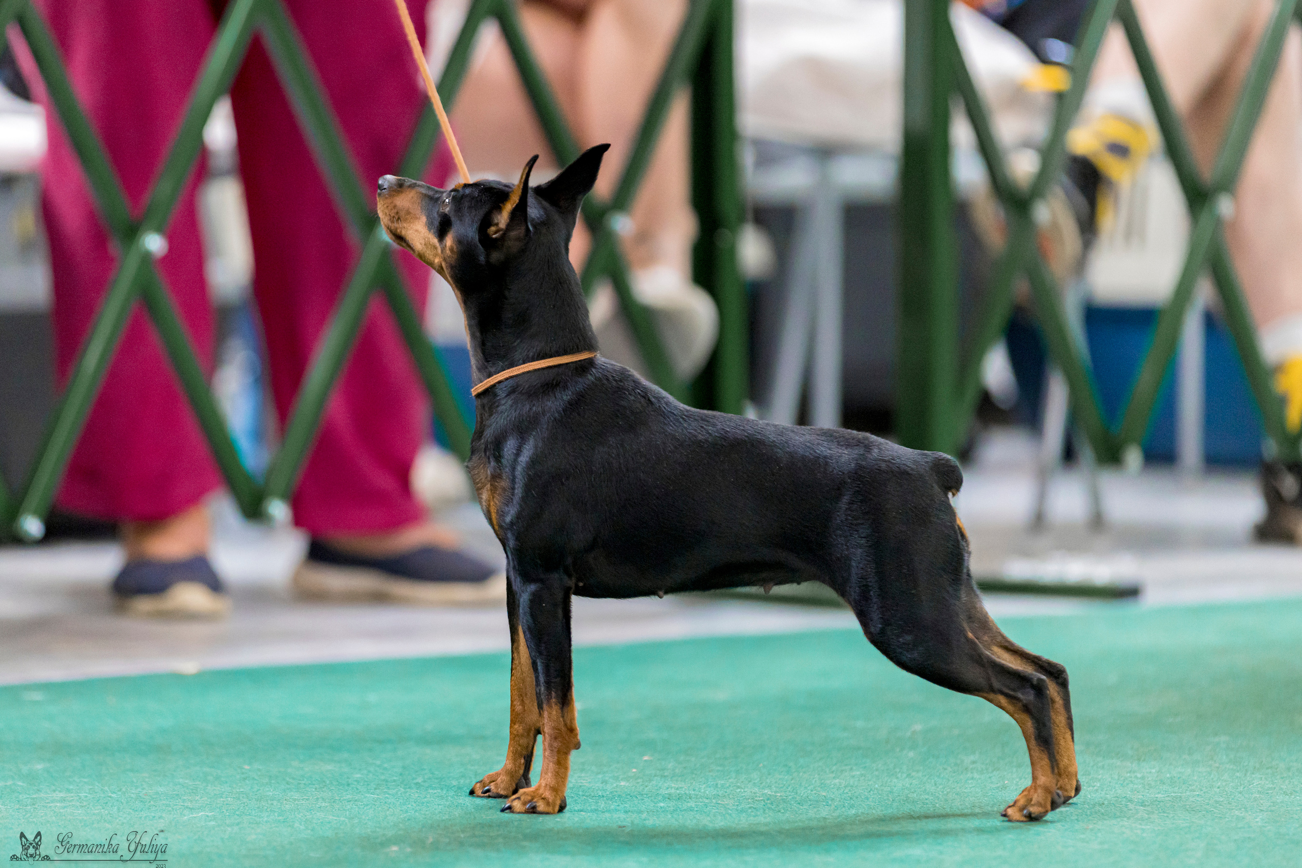 Крокус,Псков 5-6.08.2023. Фотограф-анималист Юлия Германика