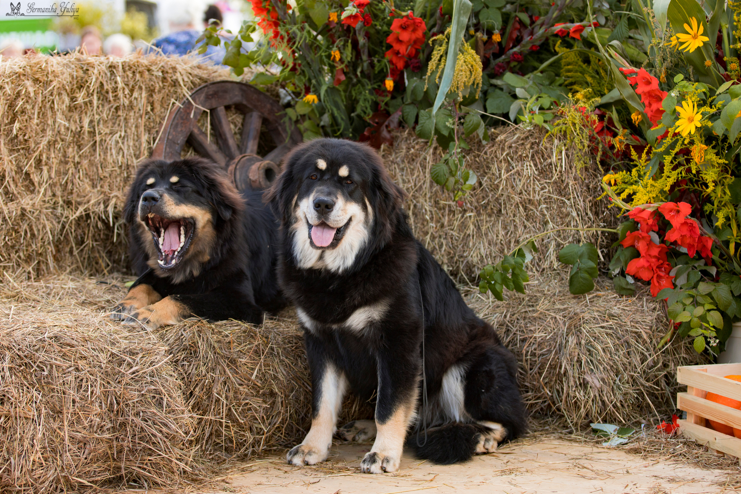 Питер 2-3.09.2023. Фотограф-анималист Юлия Германика