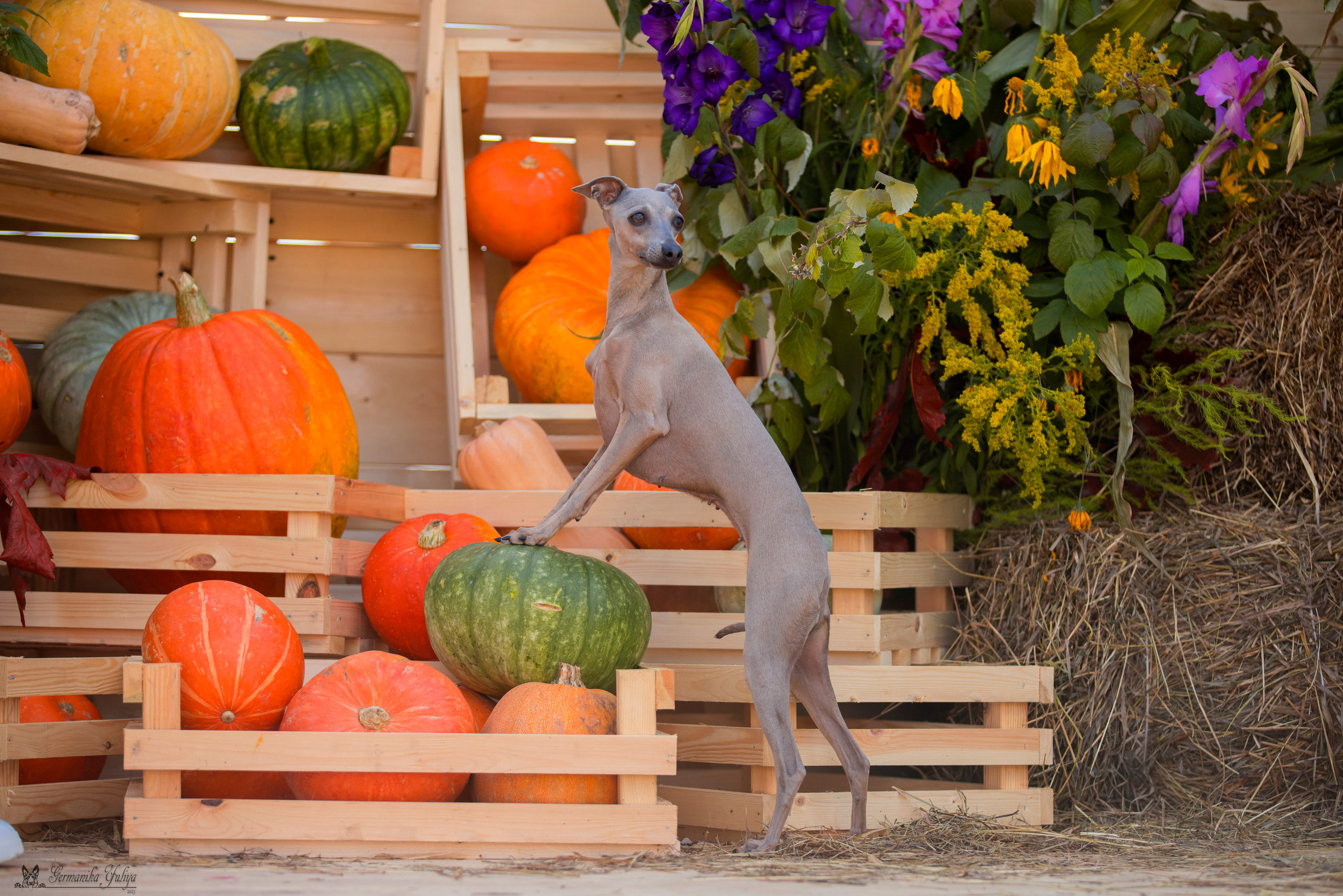 Питер 2-3.09.2023. Фотограф-анималист Юлия Германика