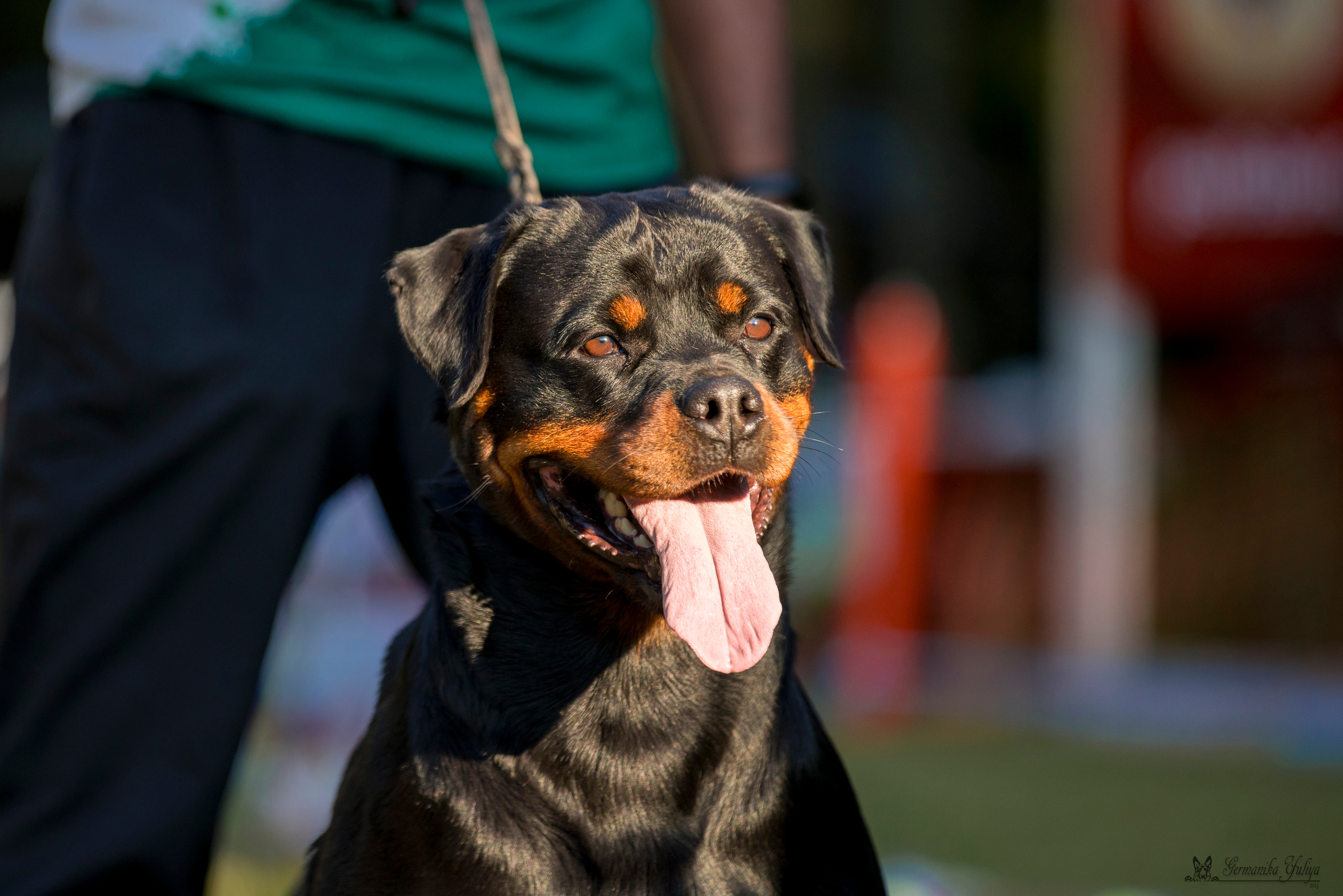 ПК и КЧК ротвейлеров Питер 22-23.07.2023. Фотограф-анималист Юлия Германика