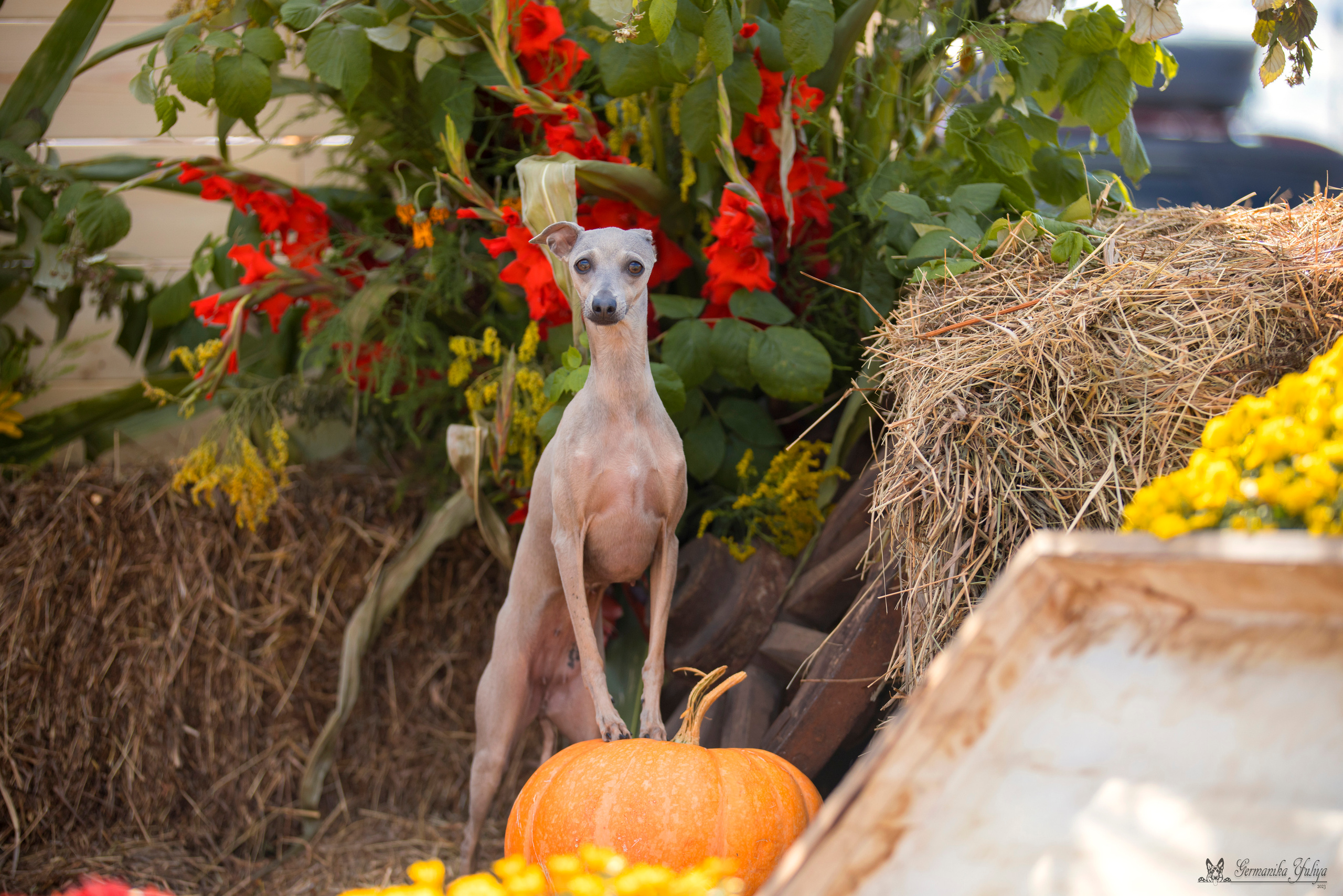 Питер 2-3.09.2023. Фотограф-анималист Юлия Германика