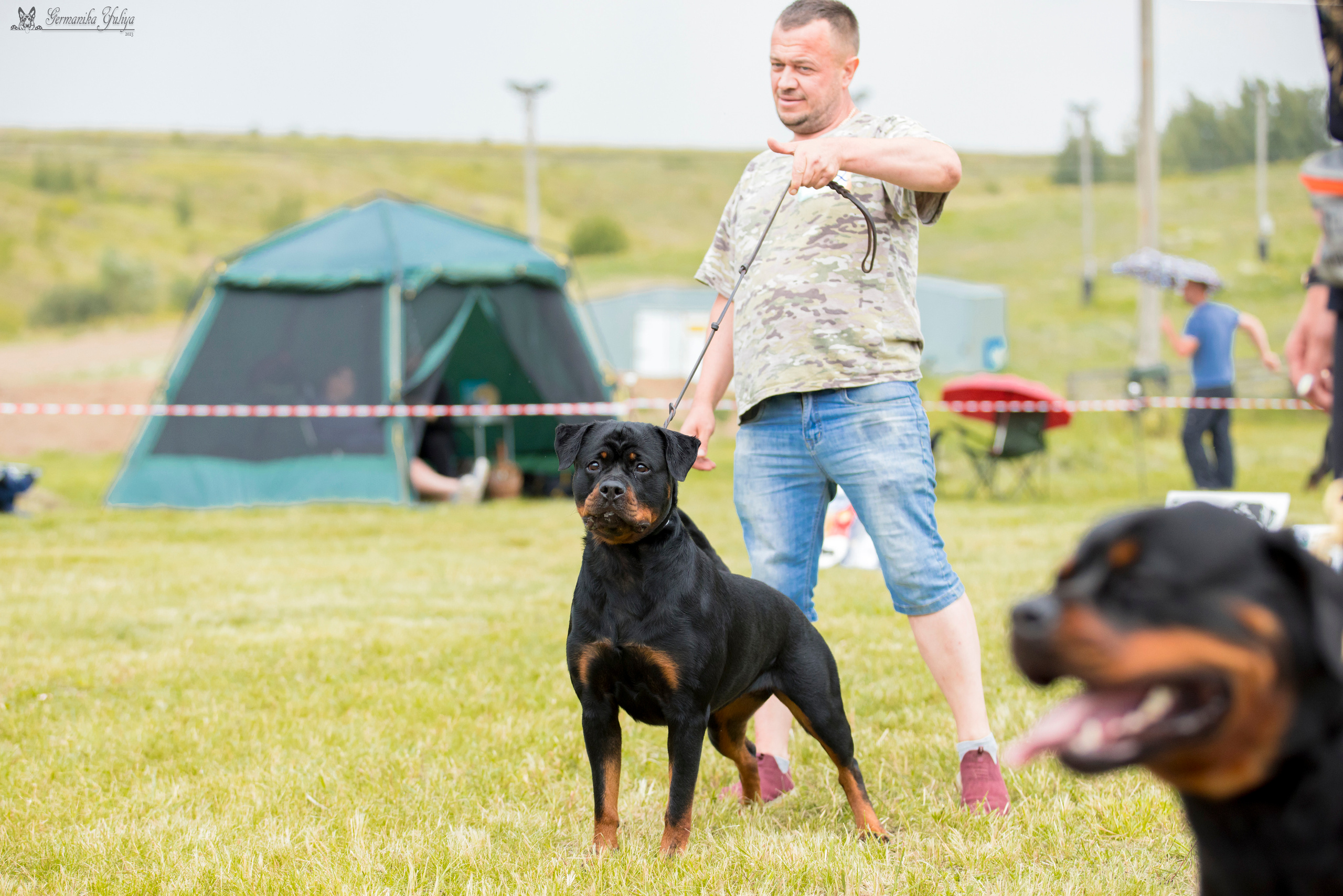 Рязань моно ротвейлеров 12.08.2023. Фотограф-анималист Юлия Германика