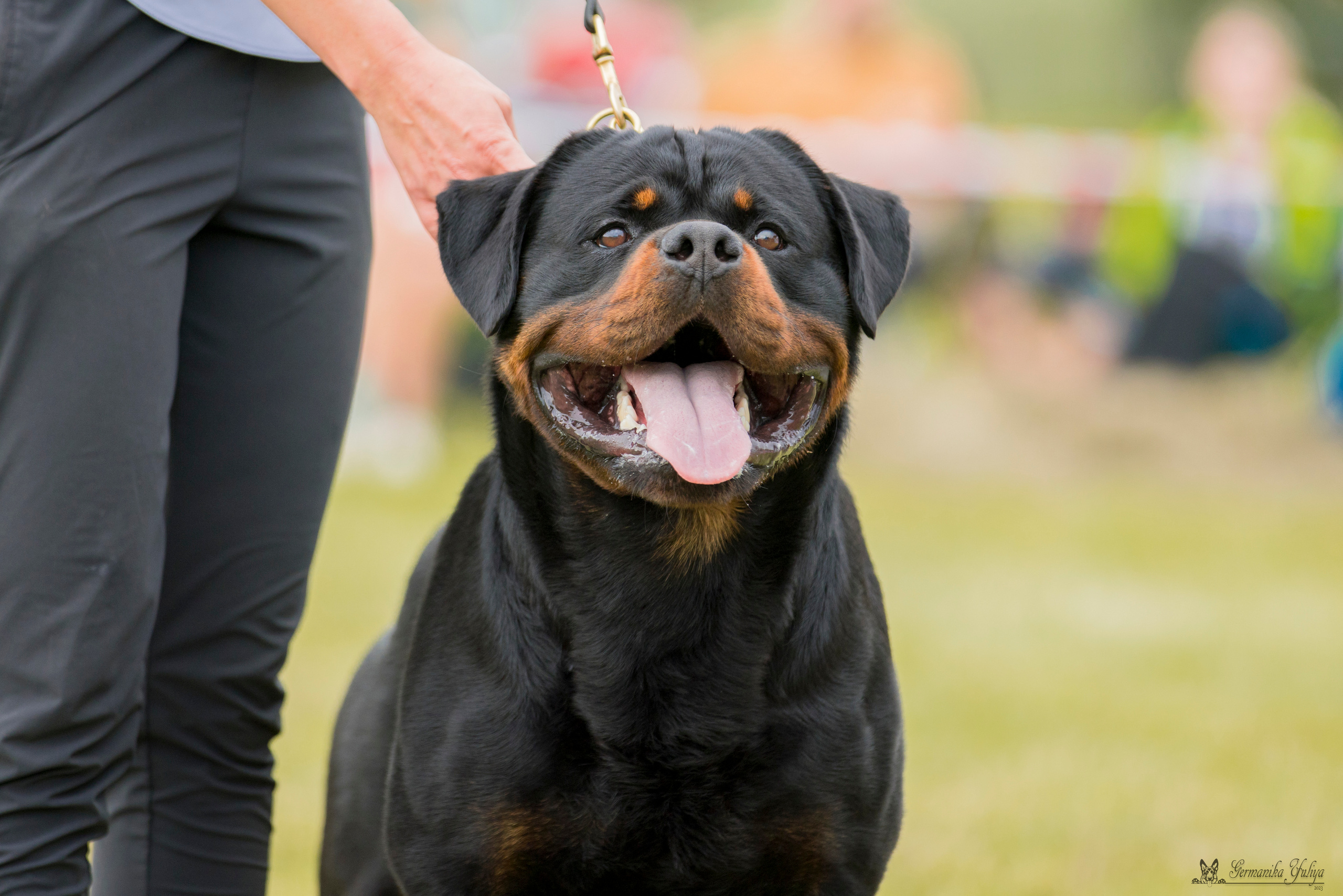 Рязань моно ротвейлеров 12.08.2023. Фотограф-анималист Юлия Германика