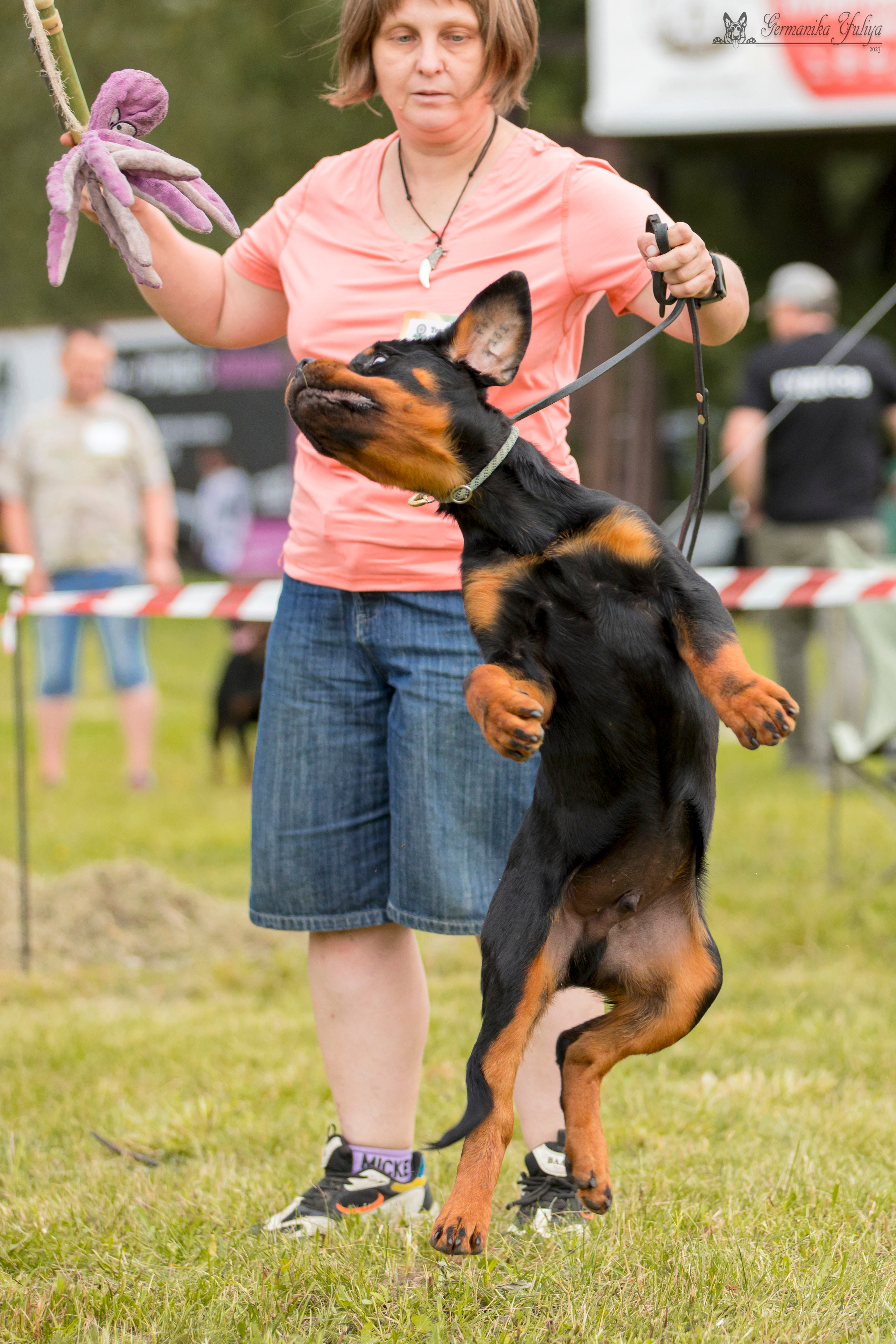 Рязань моно ротвейлеров 12.08.2023. Фотограф-анималист Юлия Германика