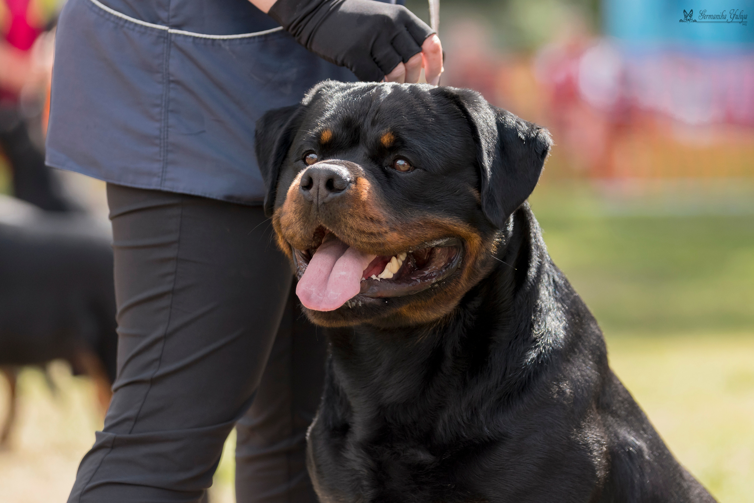 ПК и КЧК ротвейлеров Питер 22-23.07.2023. Фотограф-анималист Юлия Германика