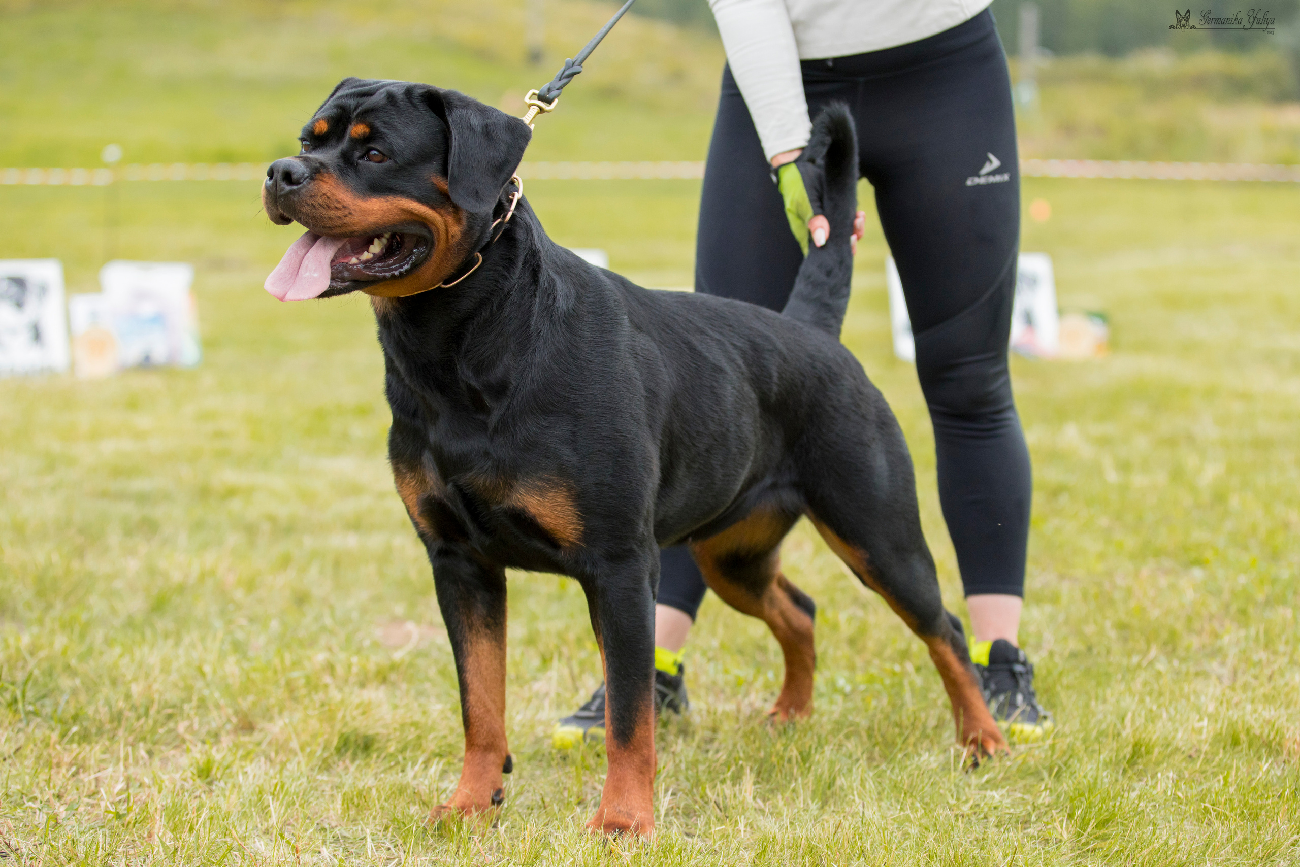 Рязань моно ротвейлеров 12.08.2023. Фотограф-анималист Юлия Германика