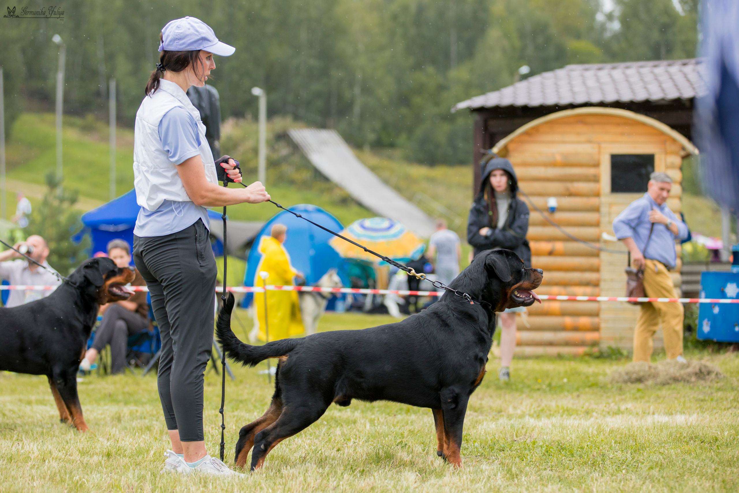 Рязань моно ротвейлеров 12.08.2023. Фотограф-анималист Юлия Германика