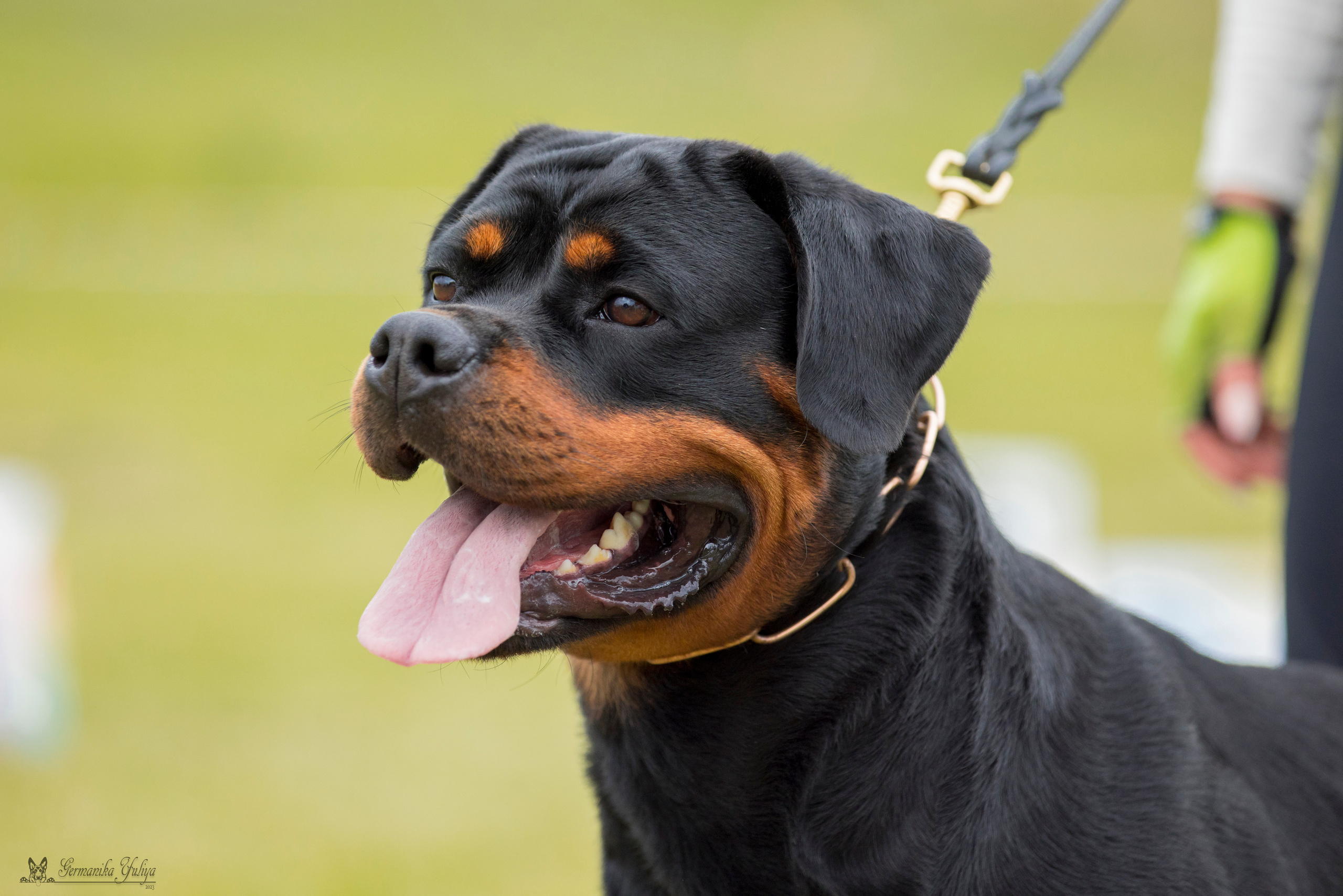 Рязань моно ротвейлеров 12.08.2023. Фотограф-анималист Юлия Германика