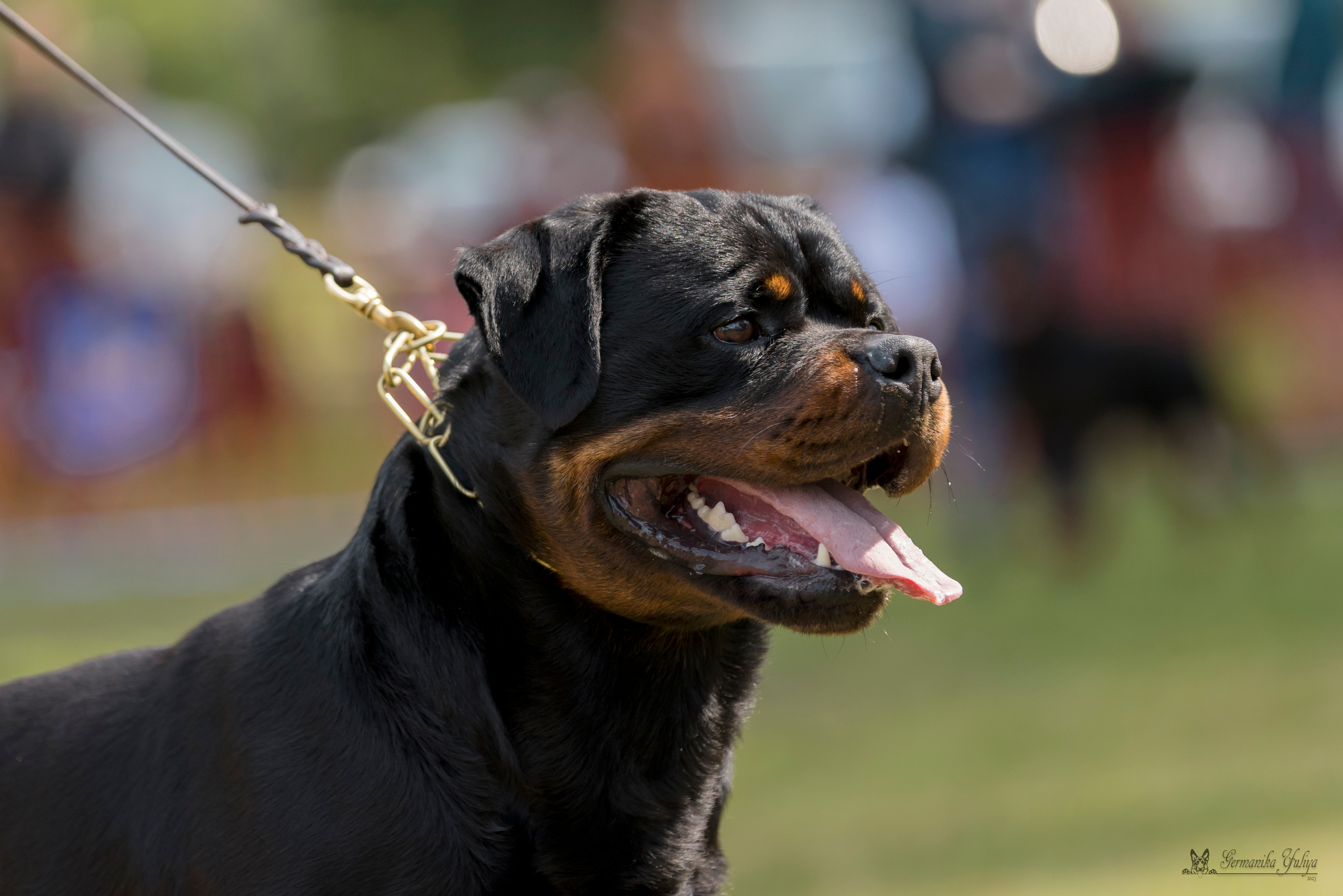 ПК и КЧК ротвейлеров Питер 22-23.07.2023. Фотограф-анималист Юлия Германика