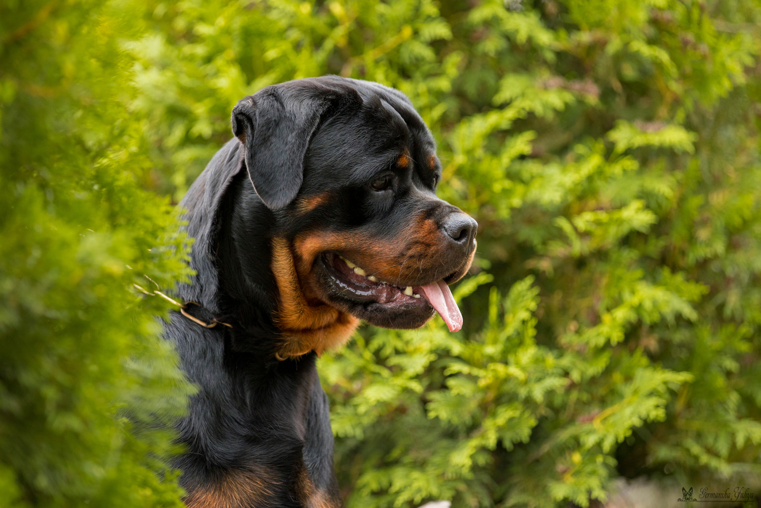 Рязань моно ротвейлеров 12.08.2023. Фотограф-анималист Юлия Германика
