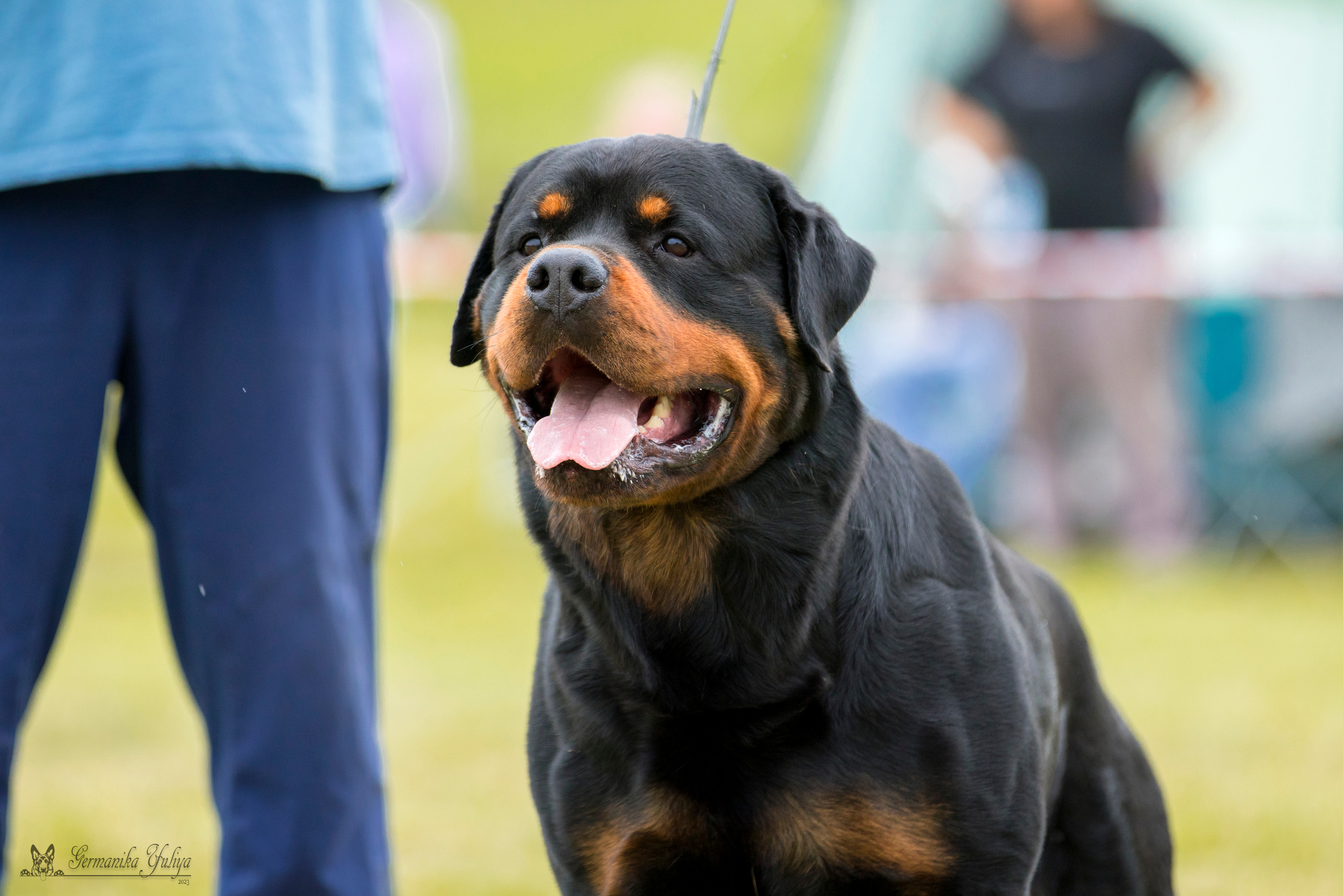 Рязань моно ротвейлеров 12.08.2023. Фотограф-анималист Юлия Германика
